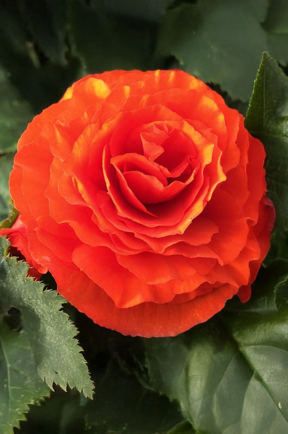 Begonia Non Stop Orange