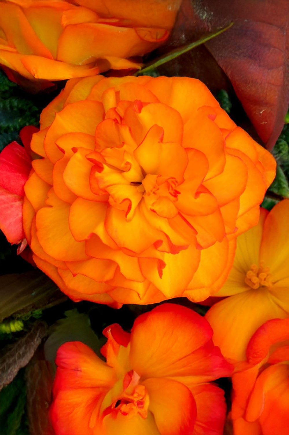 Begonia Non Stop Orange
