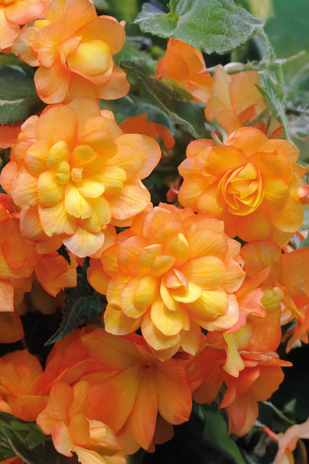 Begonia Illumination Apricot Shades