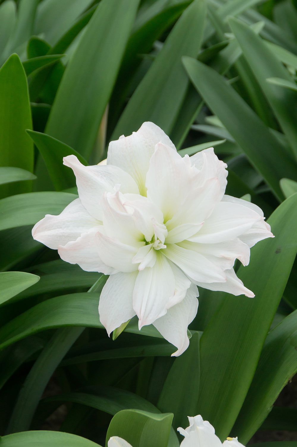 Hippeastrum/Amaryllis Arctic Nymph Gift Box