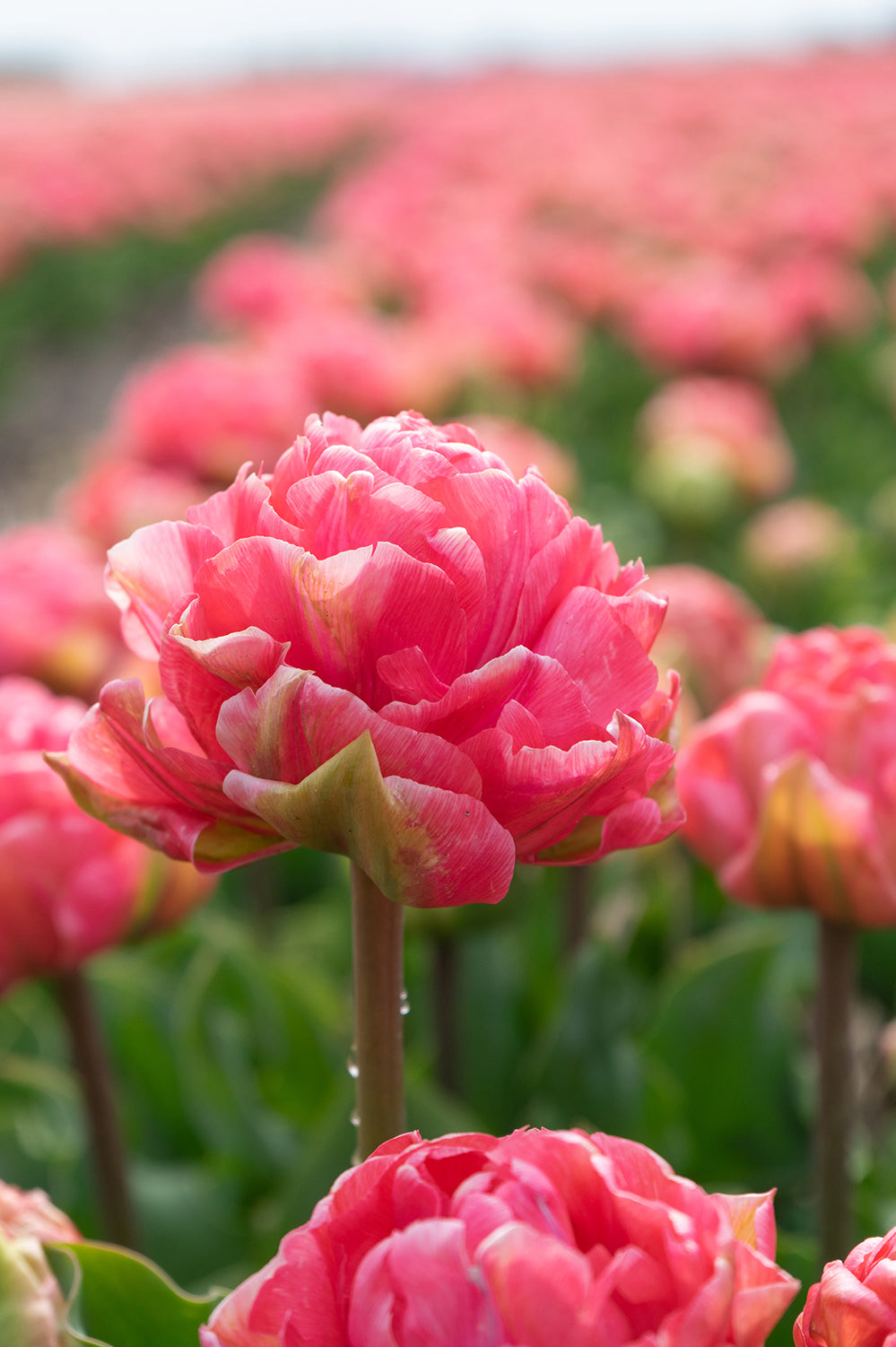 Tulip Double Late Taiwan