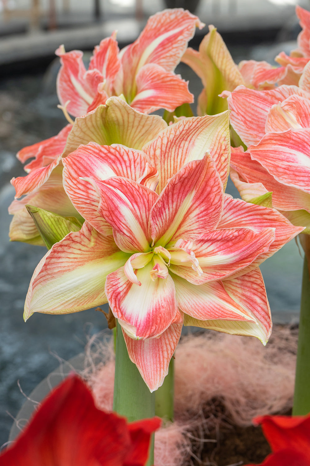 Hippeastrum/Amaryllis Pretty Nymph Gift Box