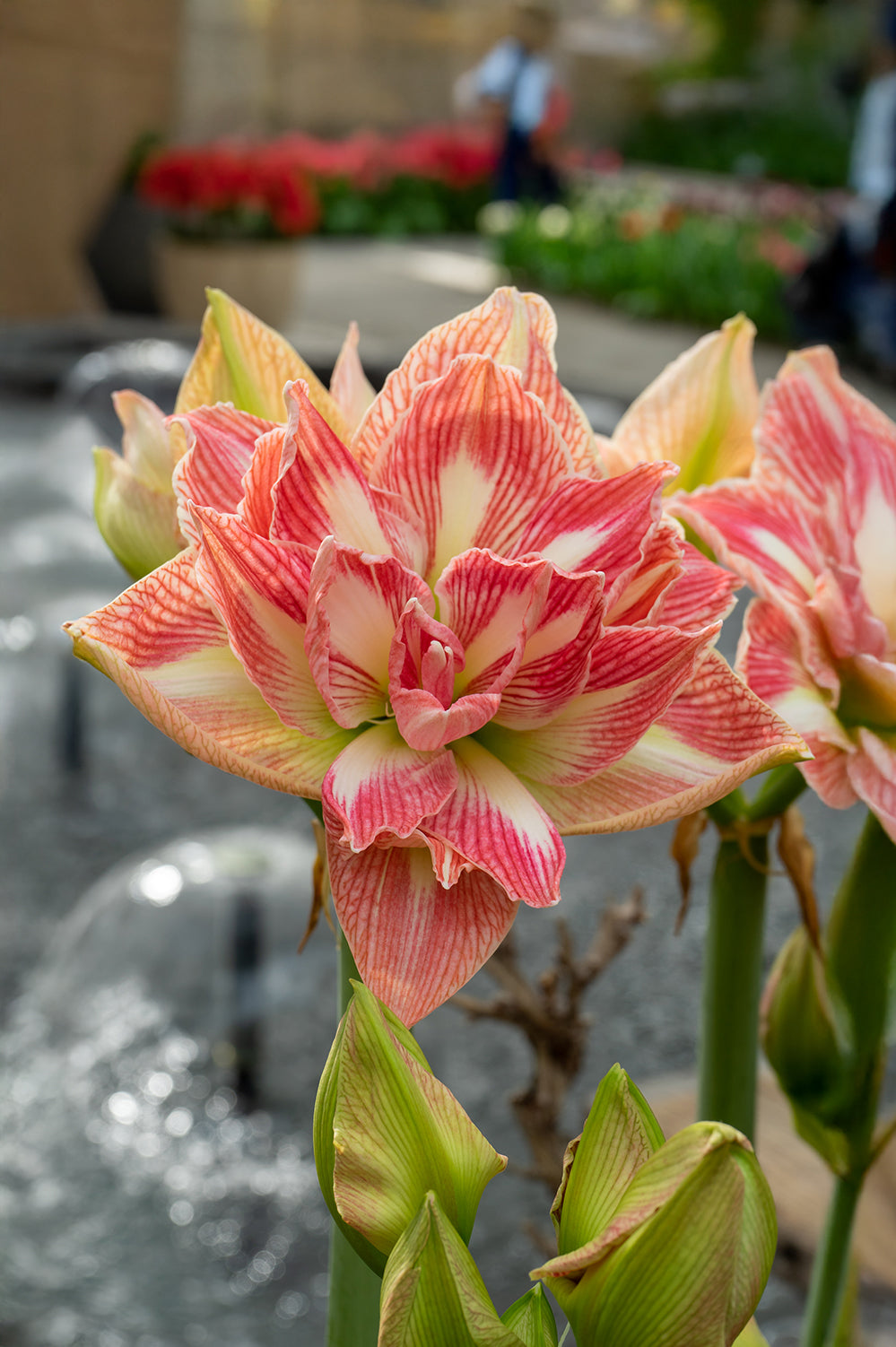Hippeastrum/Amaryllis Pretty Nymph Gift Box