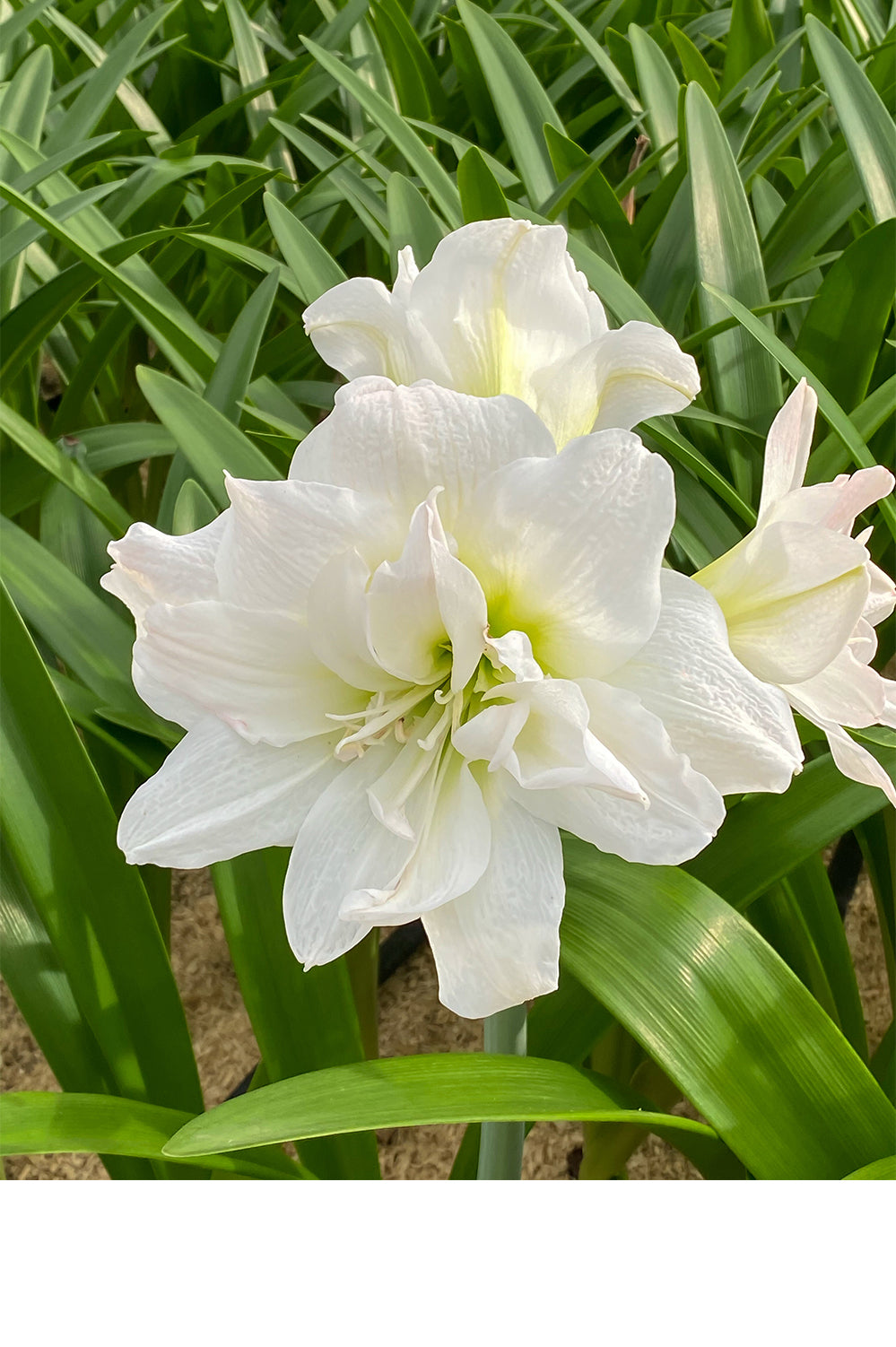 Hippeastrum/Amaryllis Arctic Nymph Gift Box