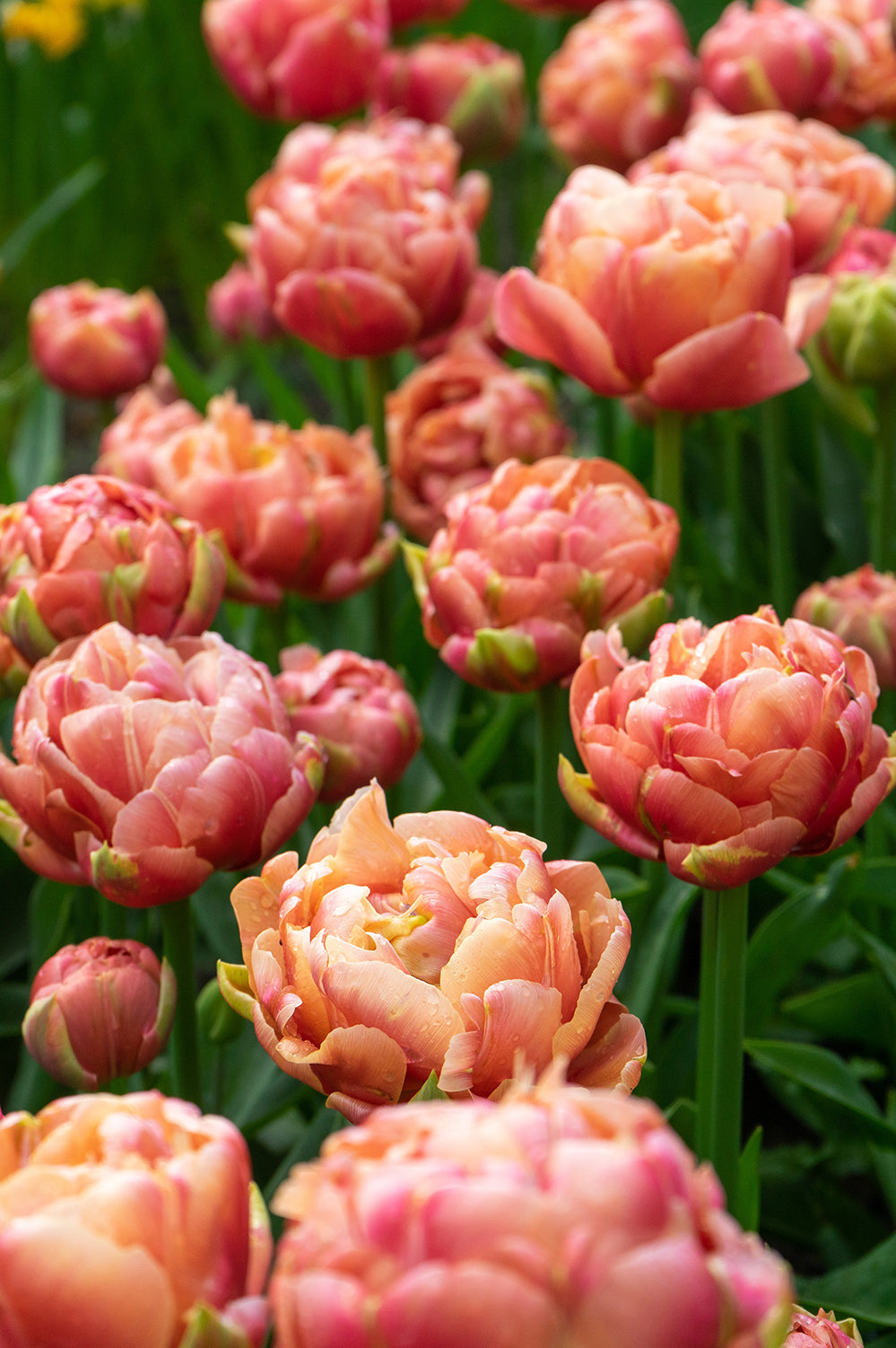 Tulip Double Late Copper Image