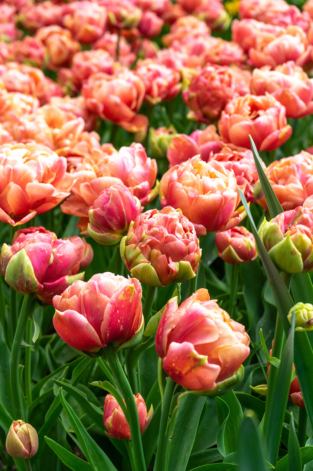 Tulip Double Late Copper Image