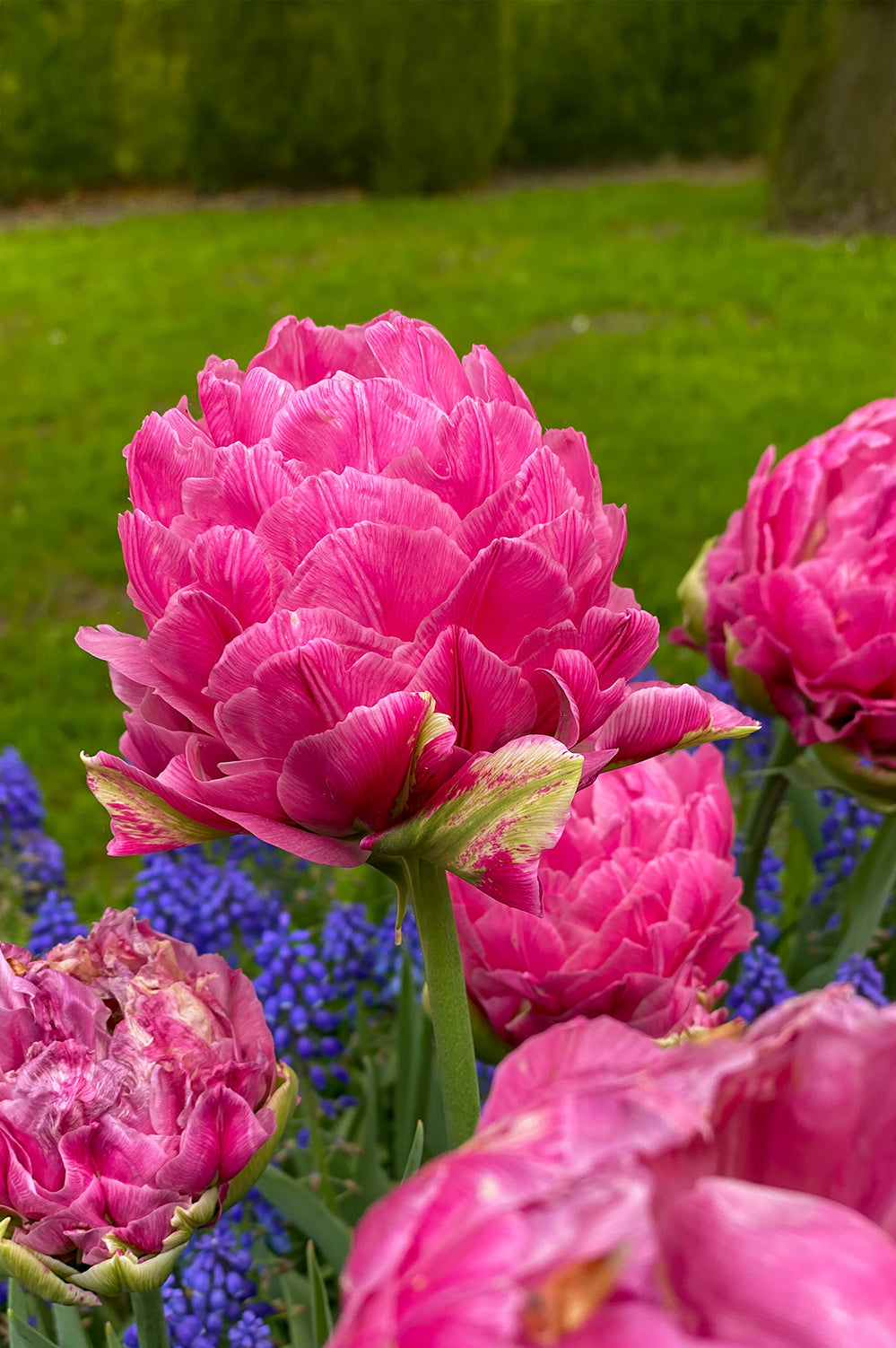 Tulip Double Late Strawberry Cream