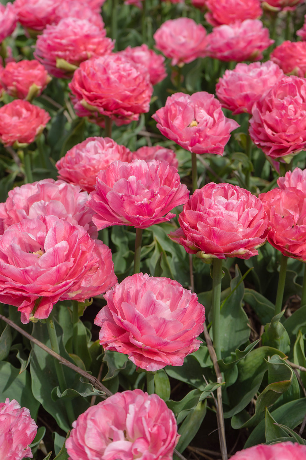 Tulip Double Late Taiwan