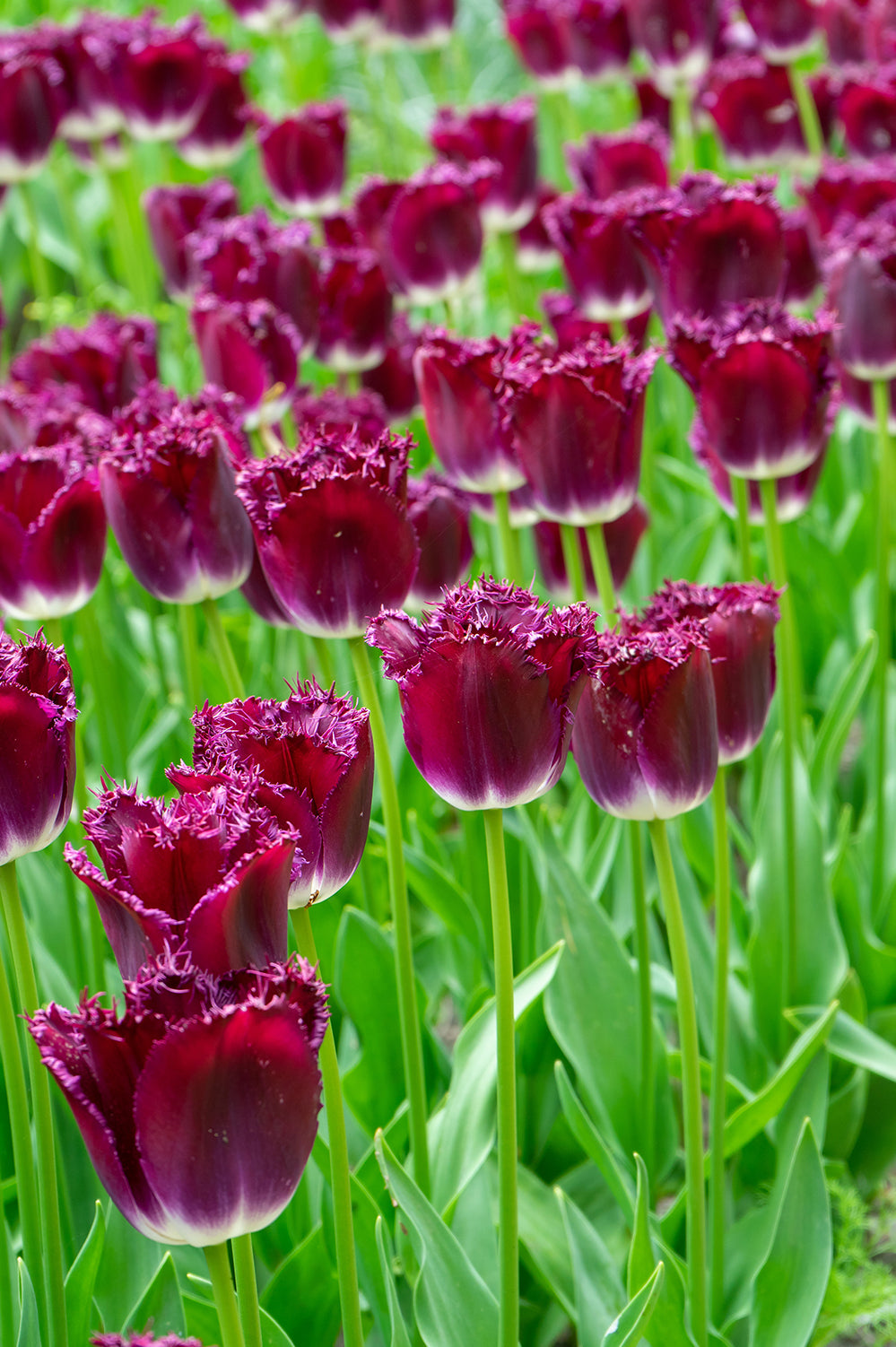 Tulip Crispa (Fringed) Purple Crystal