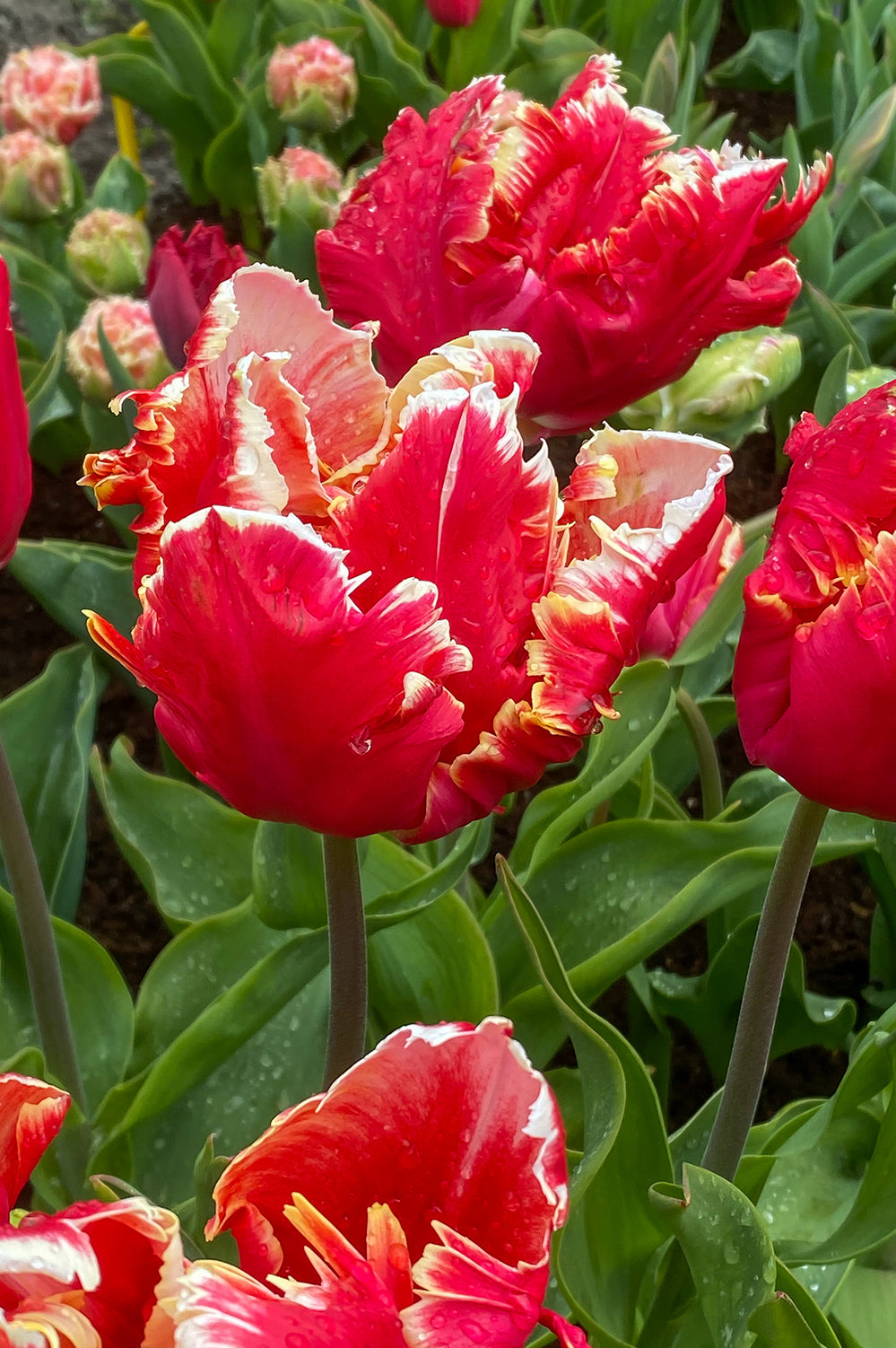 Tulip Parrot Dee Jay