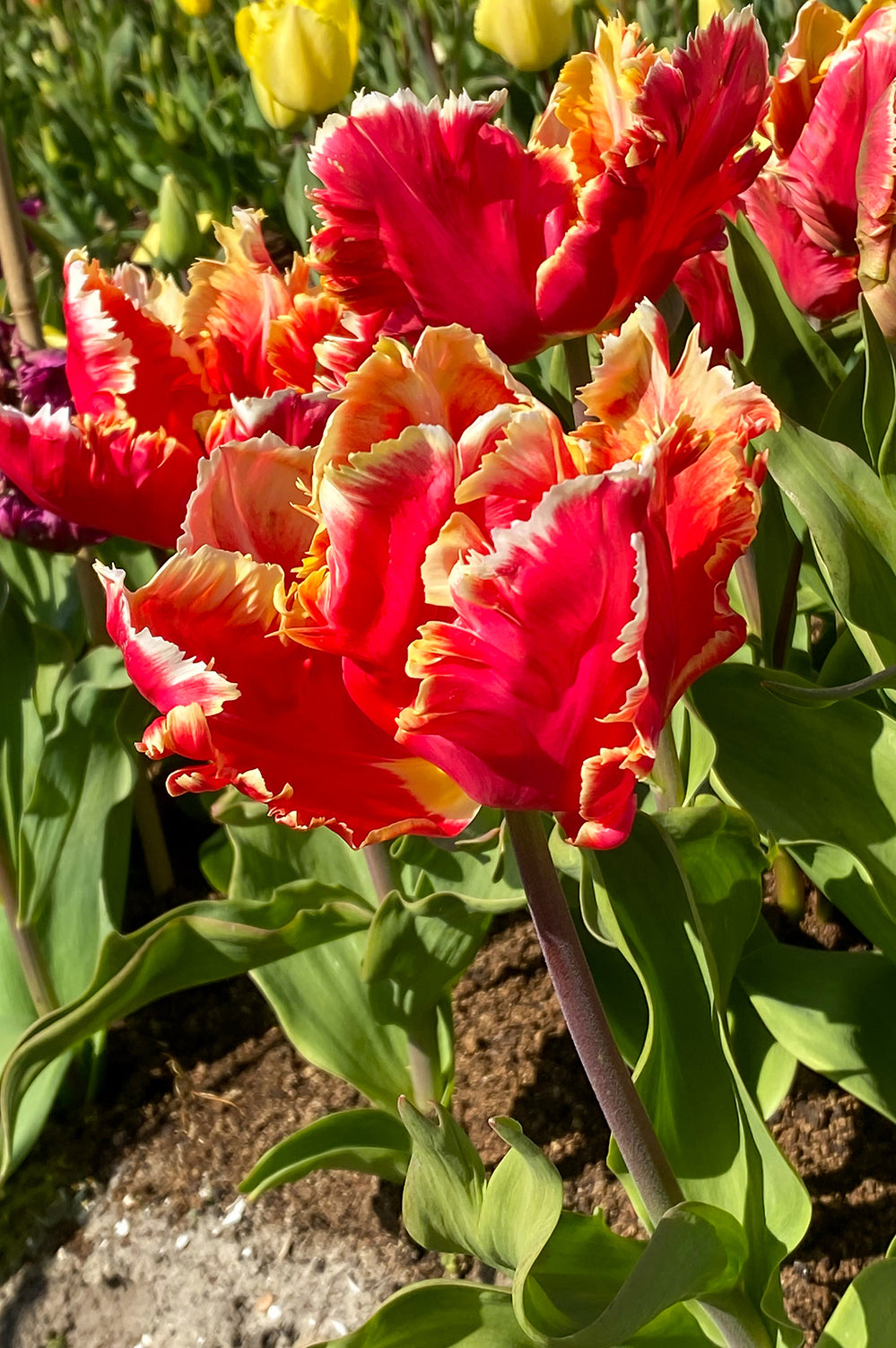 Tulip Parrot Dee Jay