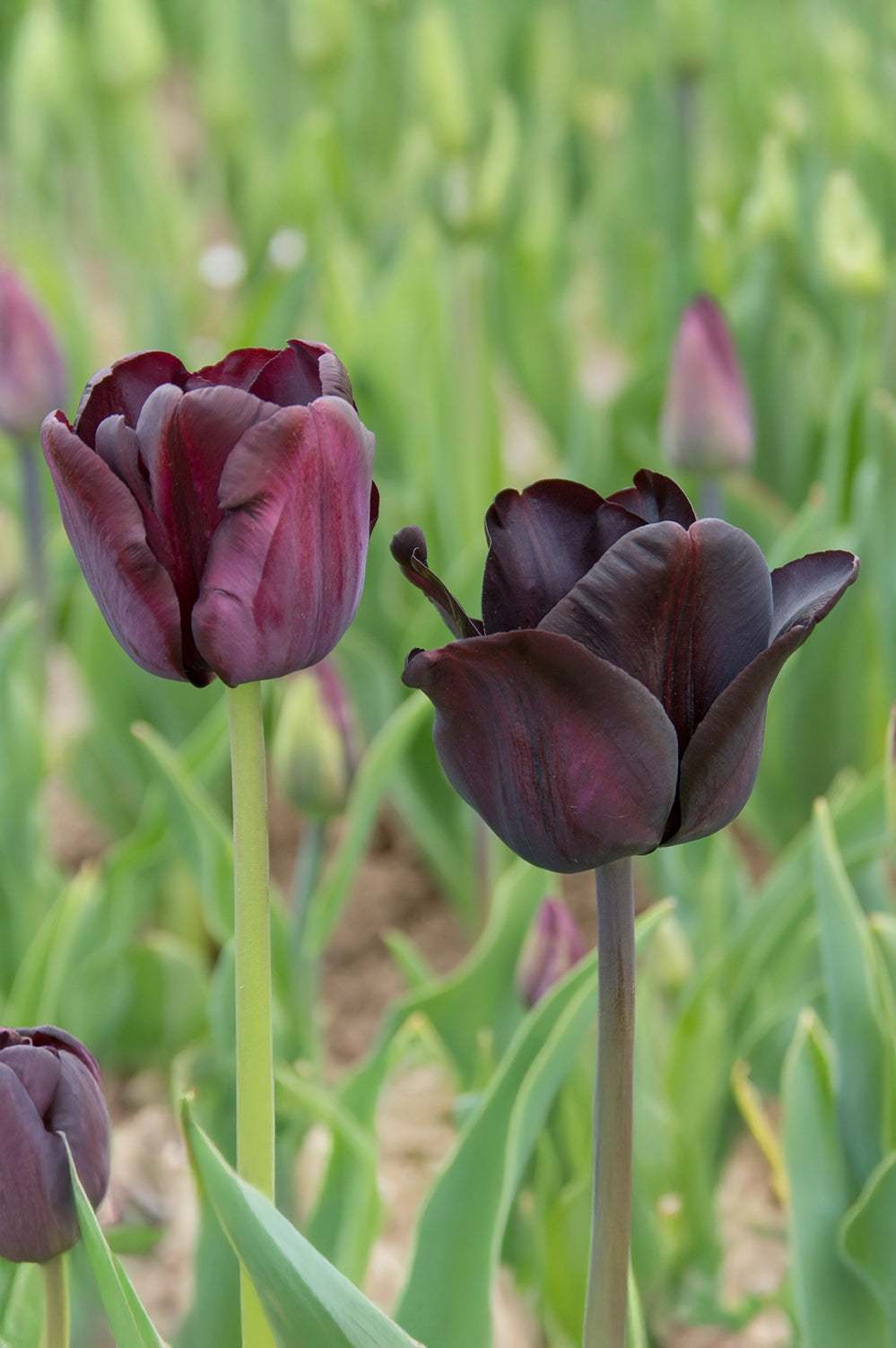 Tulip Triumph Paul Scherer