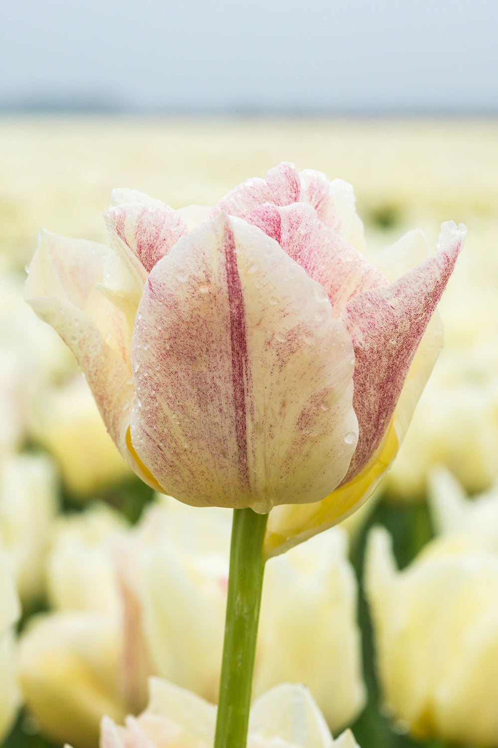 Tulip Double Late Silk Road