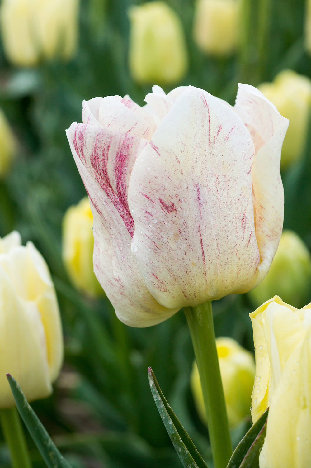 Tulip Double Late Silk Road