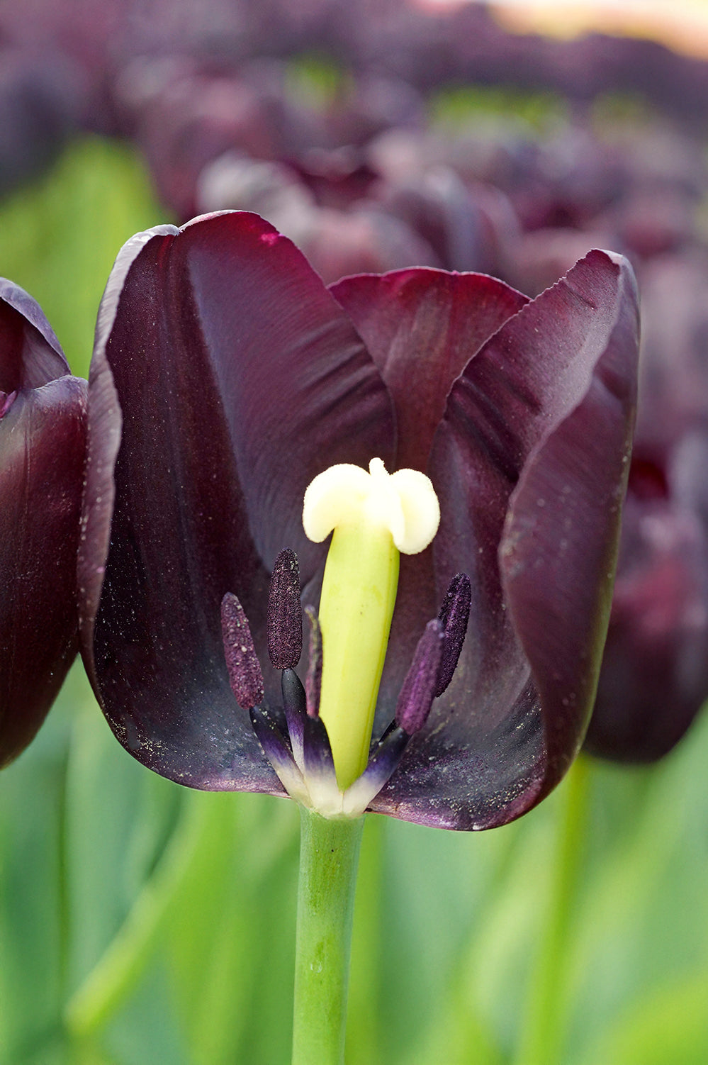Tulip Triumph Paul Scherer