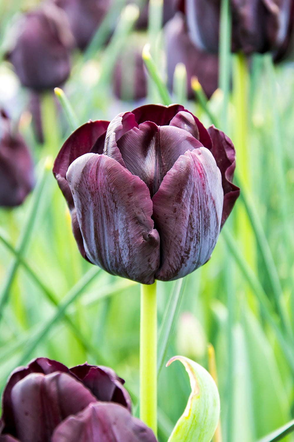 Tulip Triumph Paul Scherer