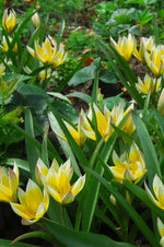 Tulip Botanical/Rockgarden Dasystemon Tarda