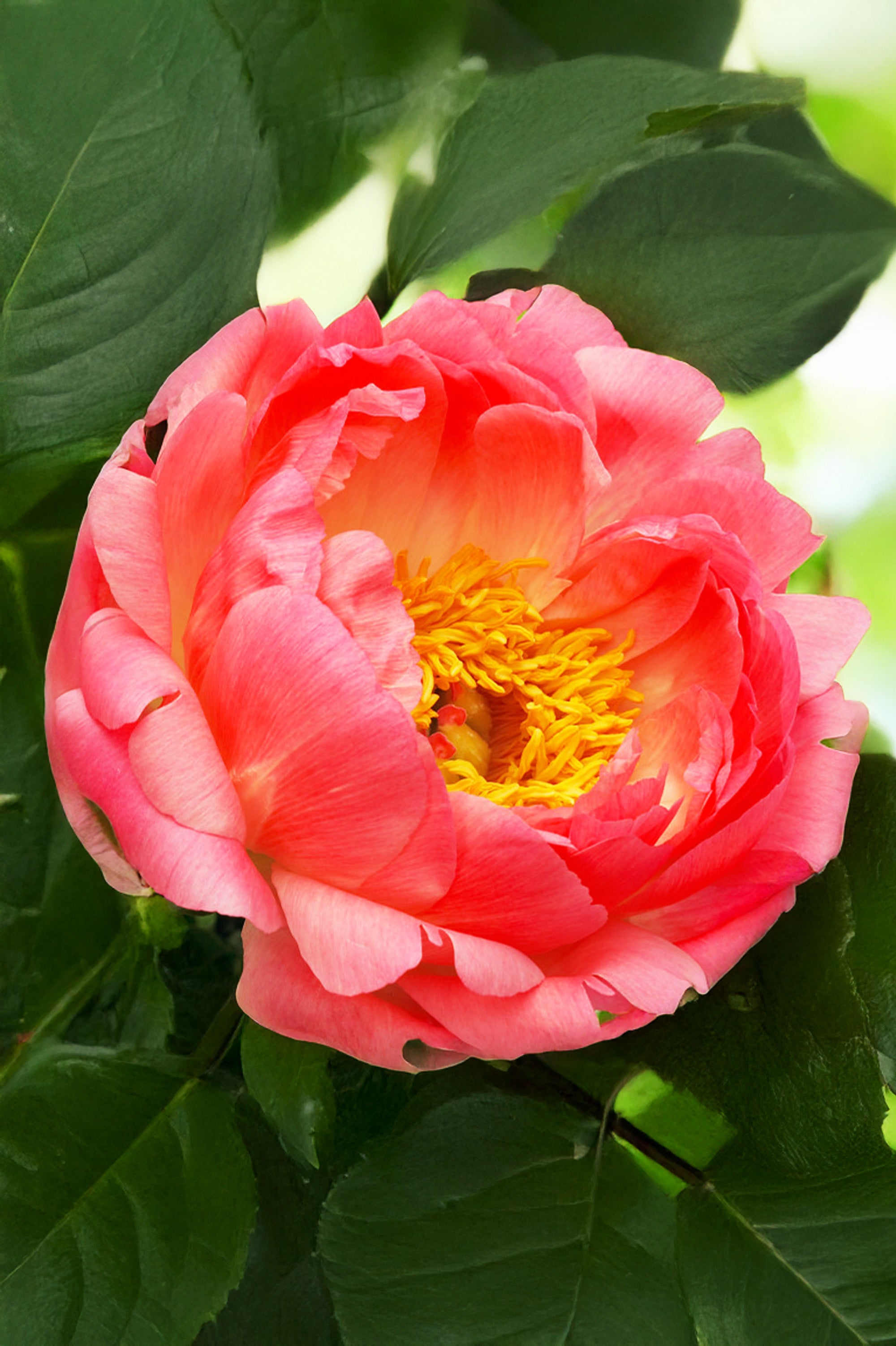 Peony Coral Sunset