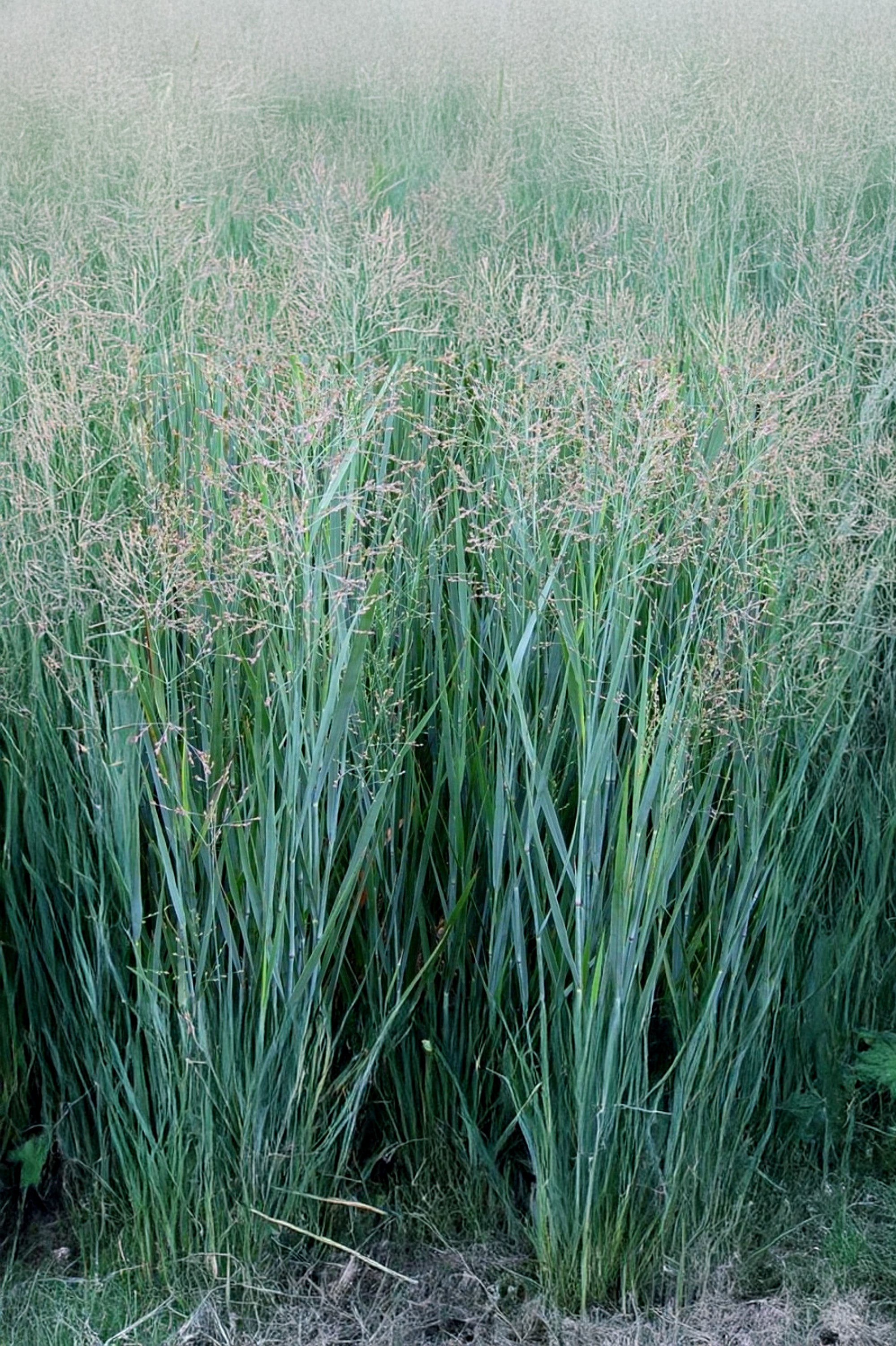 Panicum Virgatum Prairie Sky