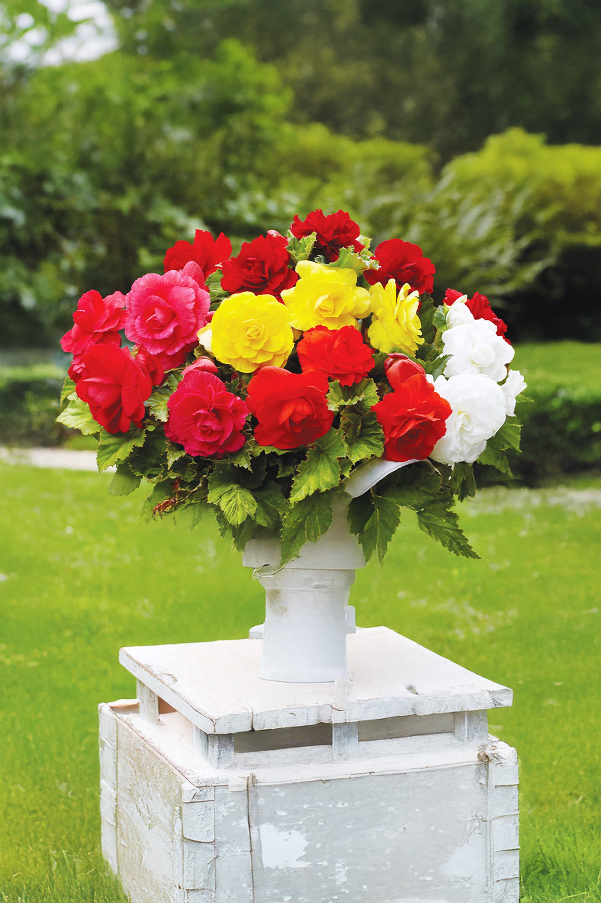 Patio City Garden Pot Begonia