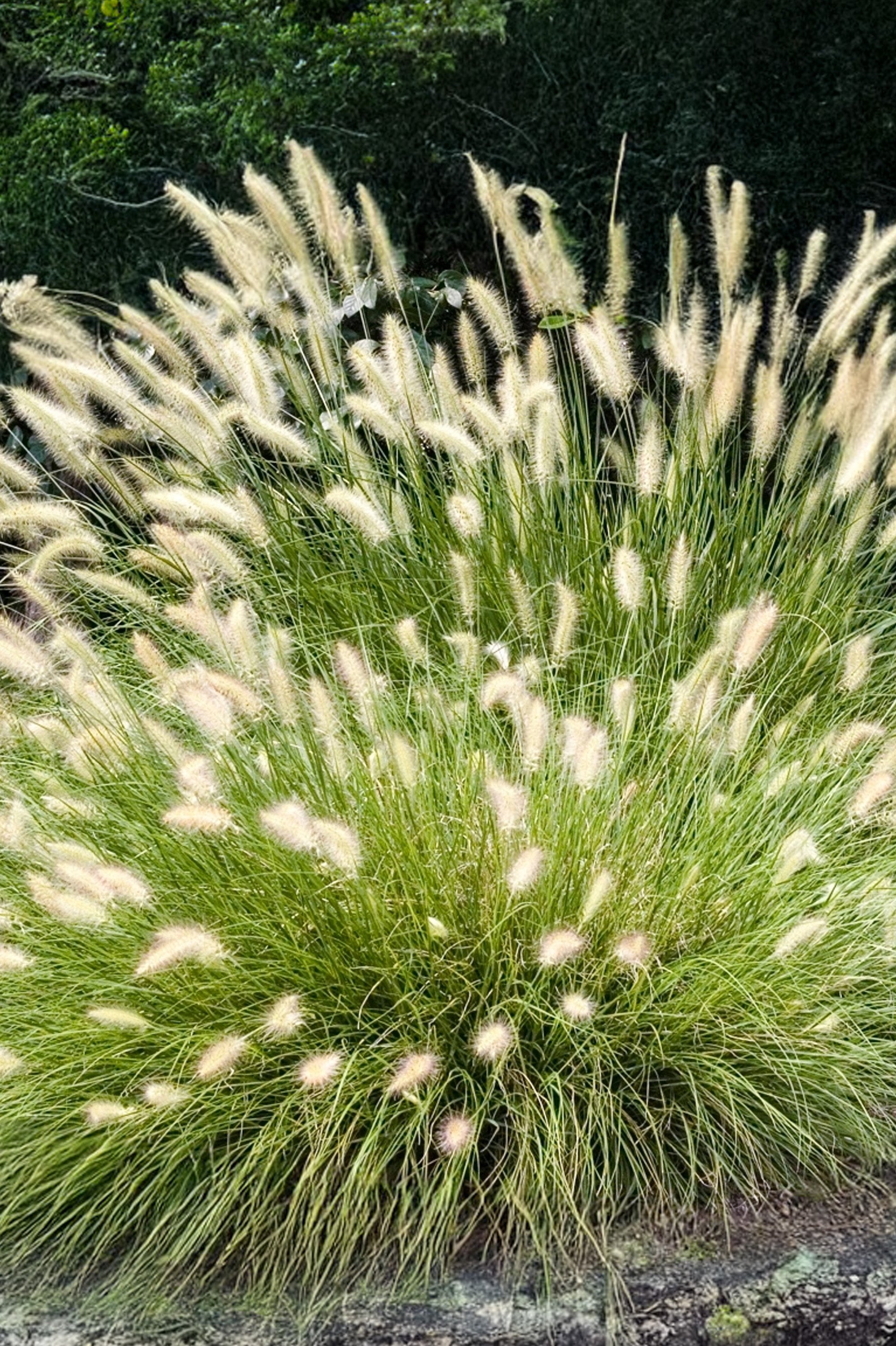 Pennisetum Alopecuroides Hameln
