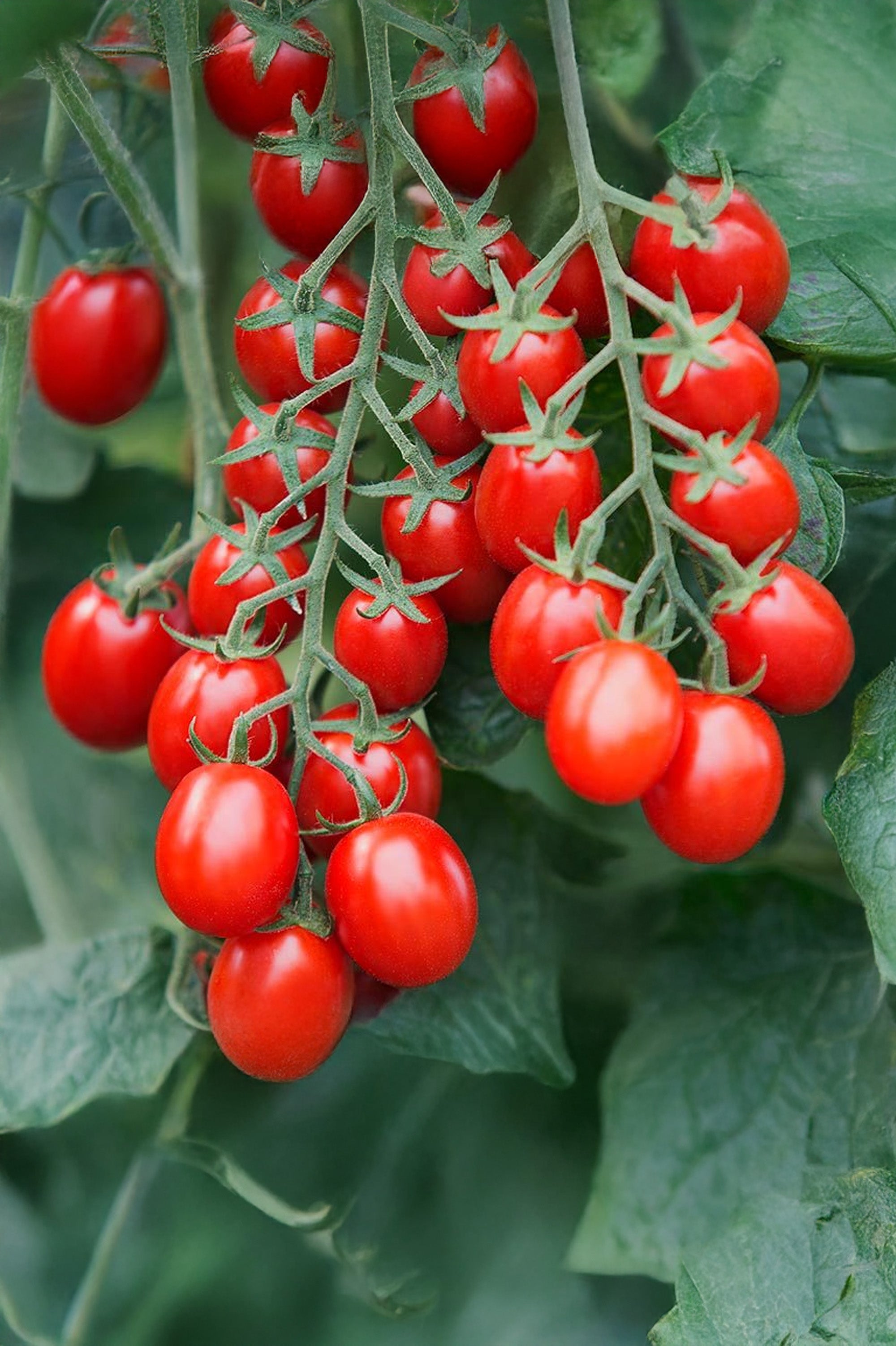 Tomato (Plum) Roma Vegetable Seeds