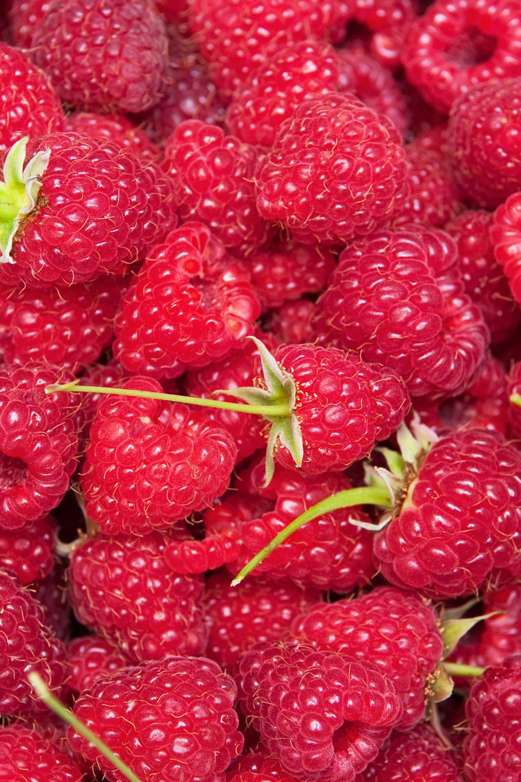 Raspberry - Spring planting bare root fruit bush/shrub by Jamieson Brothers