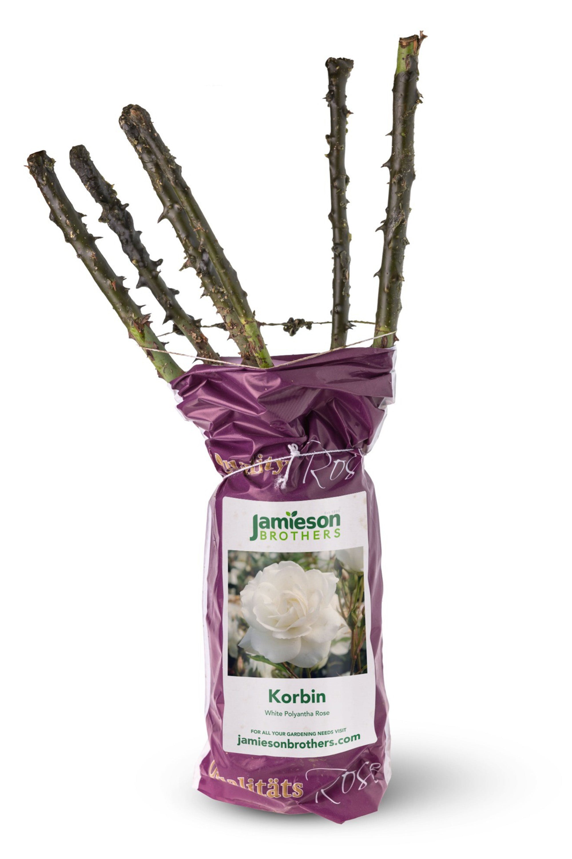 Polyantha Rose - Korbin, bare rootball by Jamieson Brothers