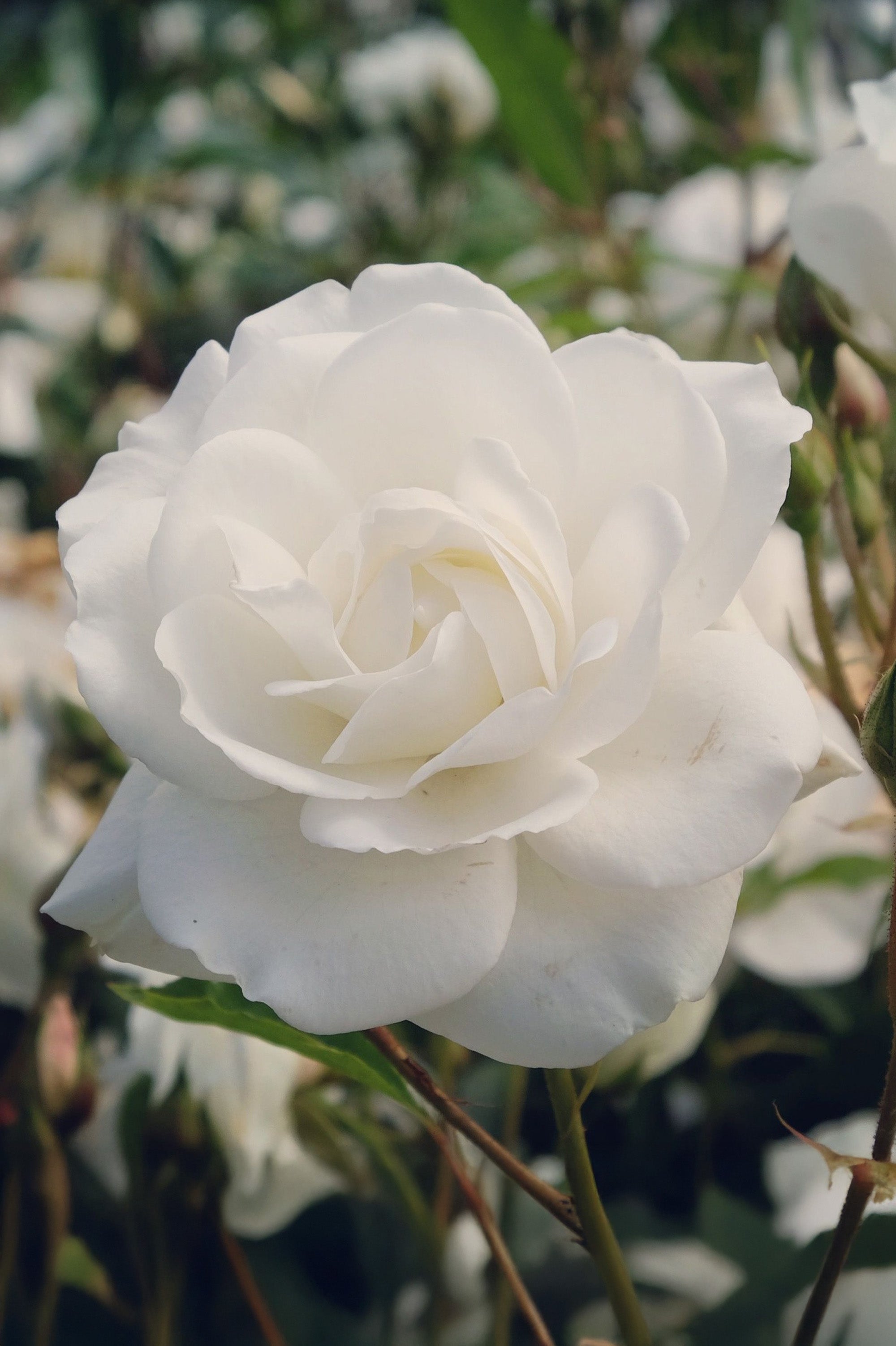 Polyantha Rose - Korbin, bare rootball by Jamieson Brothers