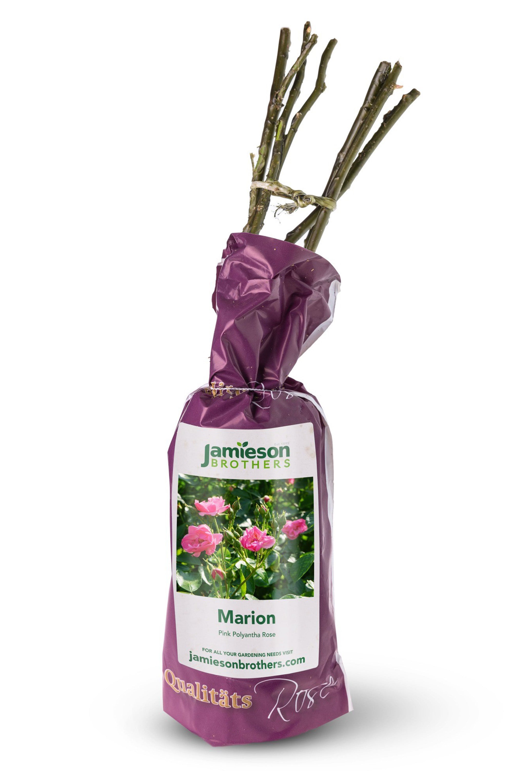 Polyantha Rose - Marion, bare rootball by Jamieson Brothers