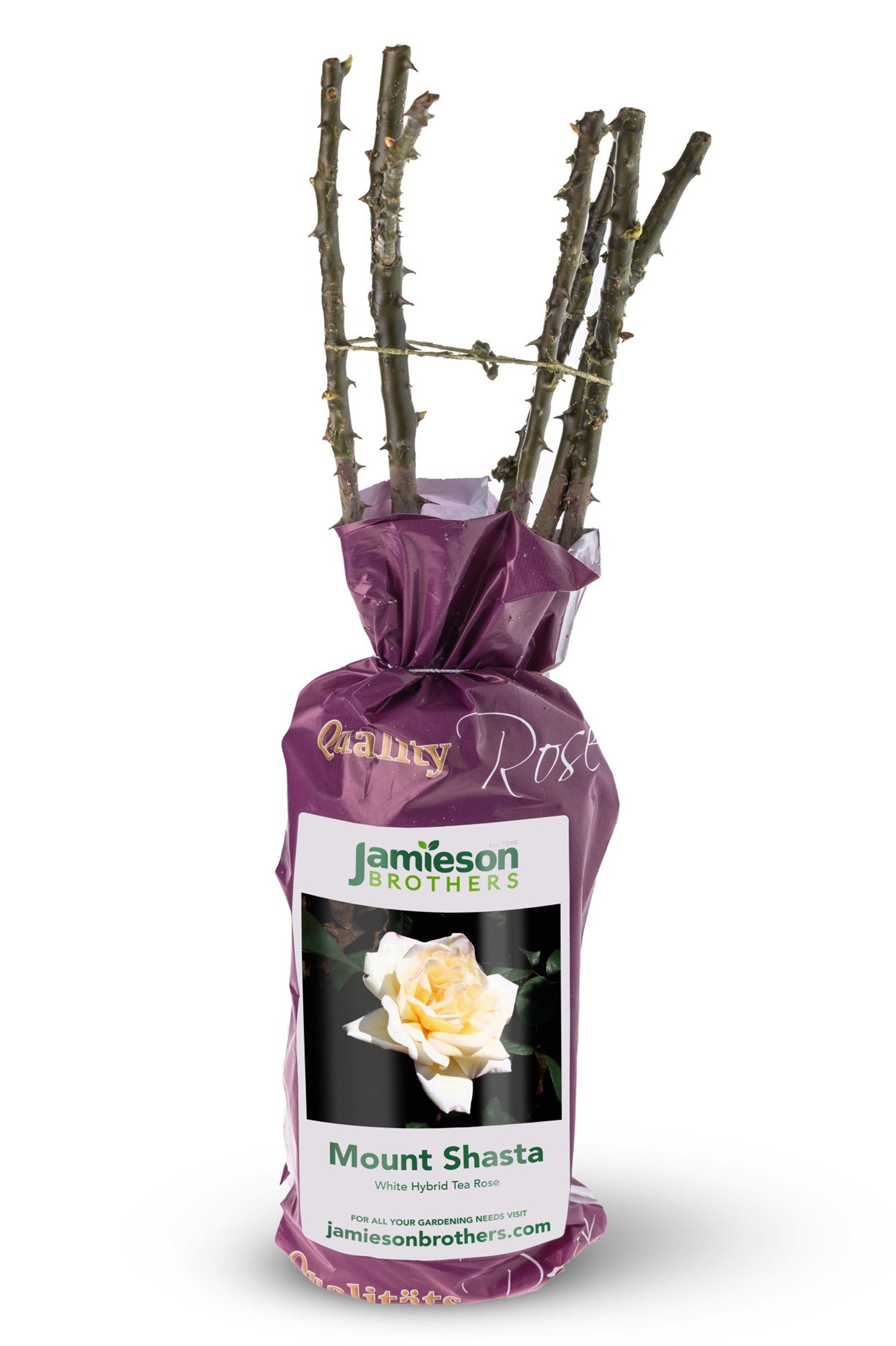 Hybrid Tea Rose - Mount Shasta, bare rootball by Jamieson Brothers