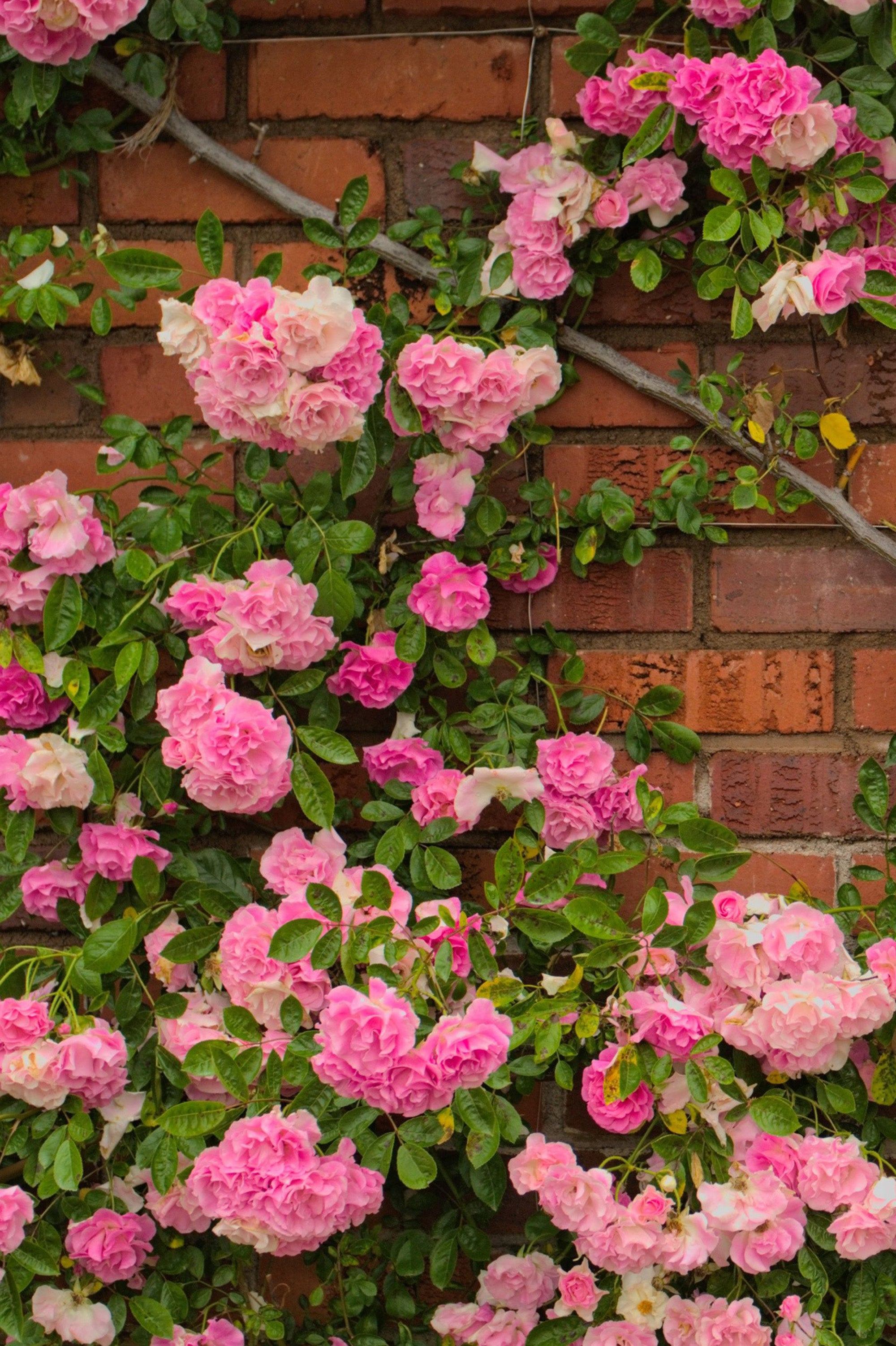 Climbing Rose - Schoolgirl Climbing, bare rootball by Jamieson Brothers