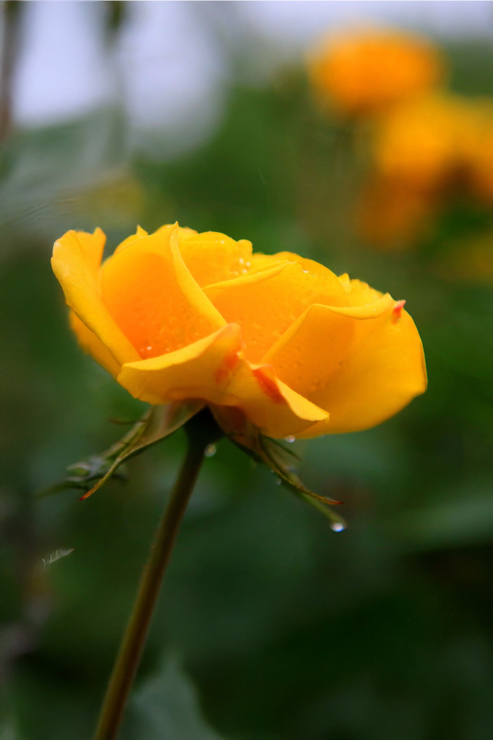 Hybrid Tea Rose - Sutter's Gold, bare rootball by Jamieson Brothers
