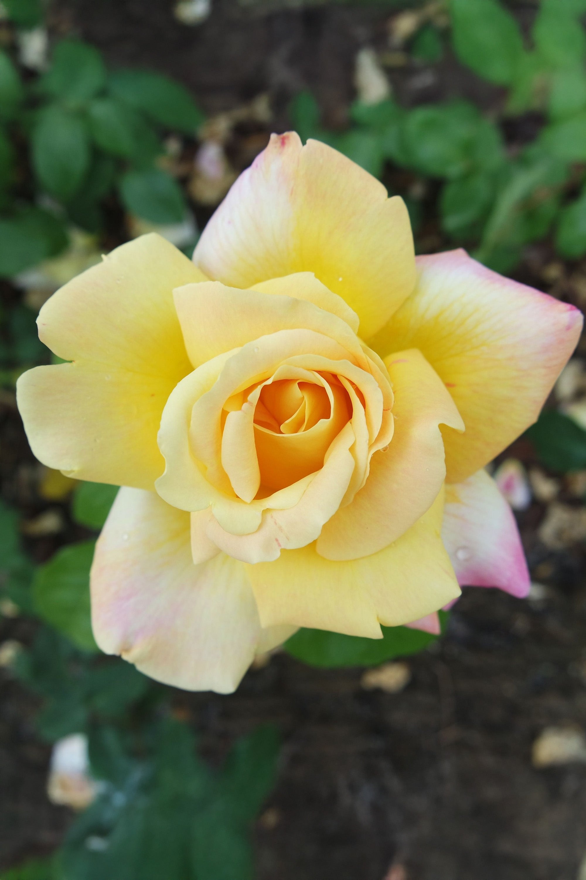 Hybrid Tea Rose - Sutter's Gold, bare rootball by Jamieson Brothers