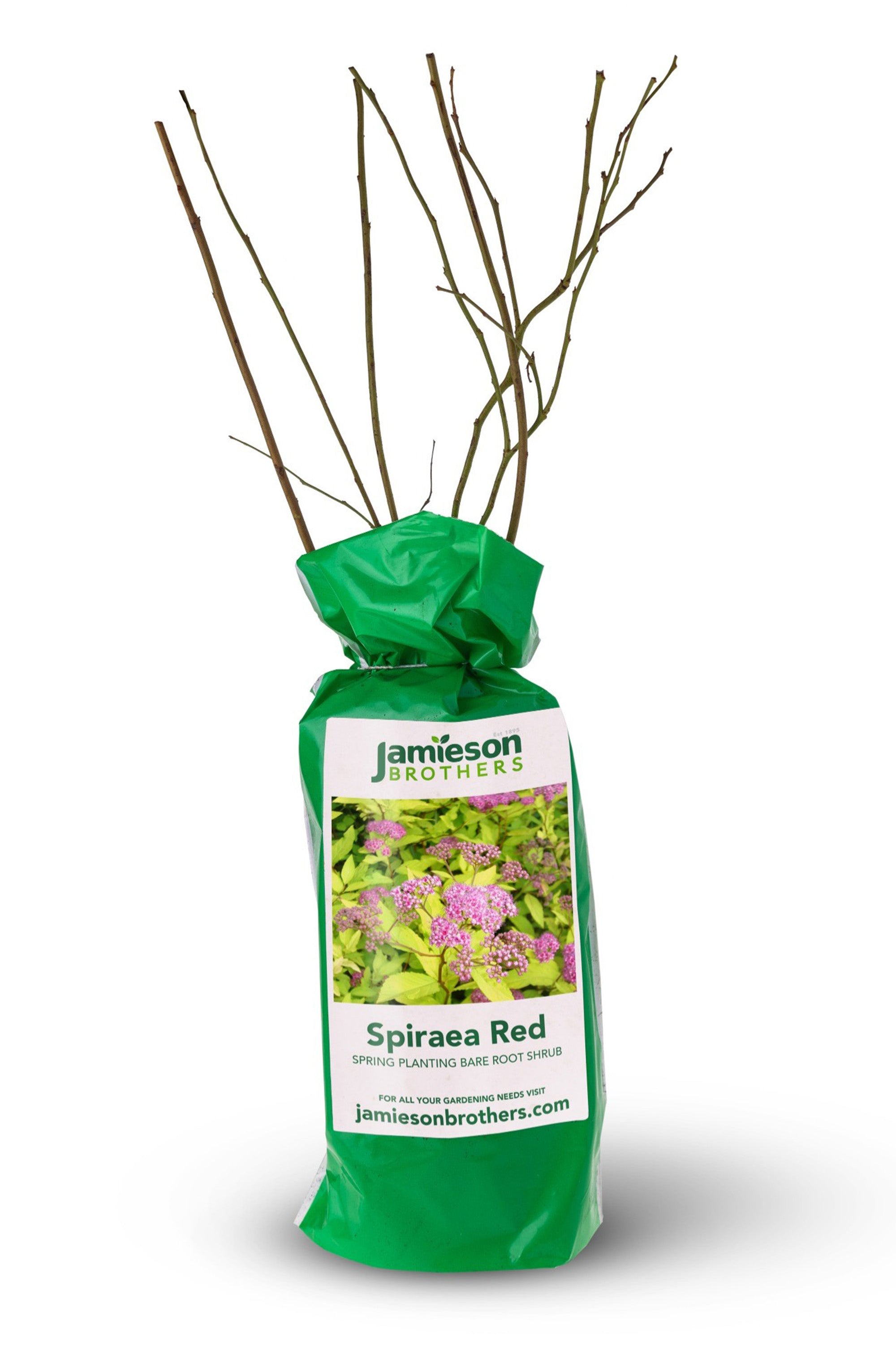 Spiraea Red - Spring planting bare root shrub by Jamieson Brothers