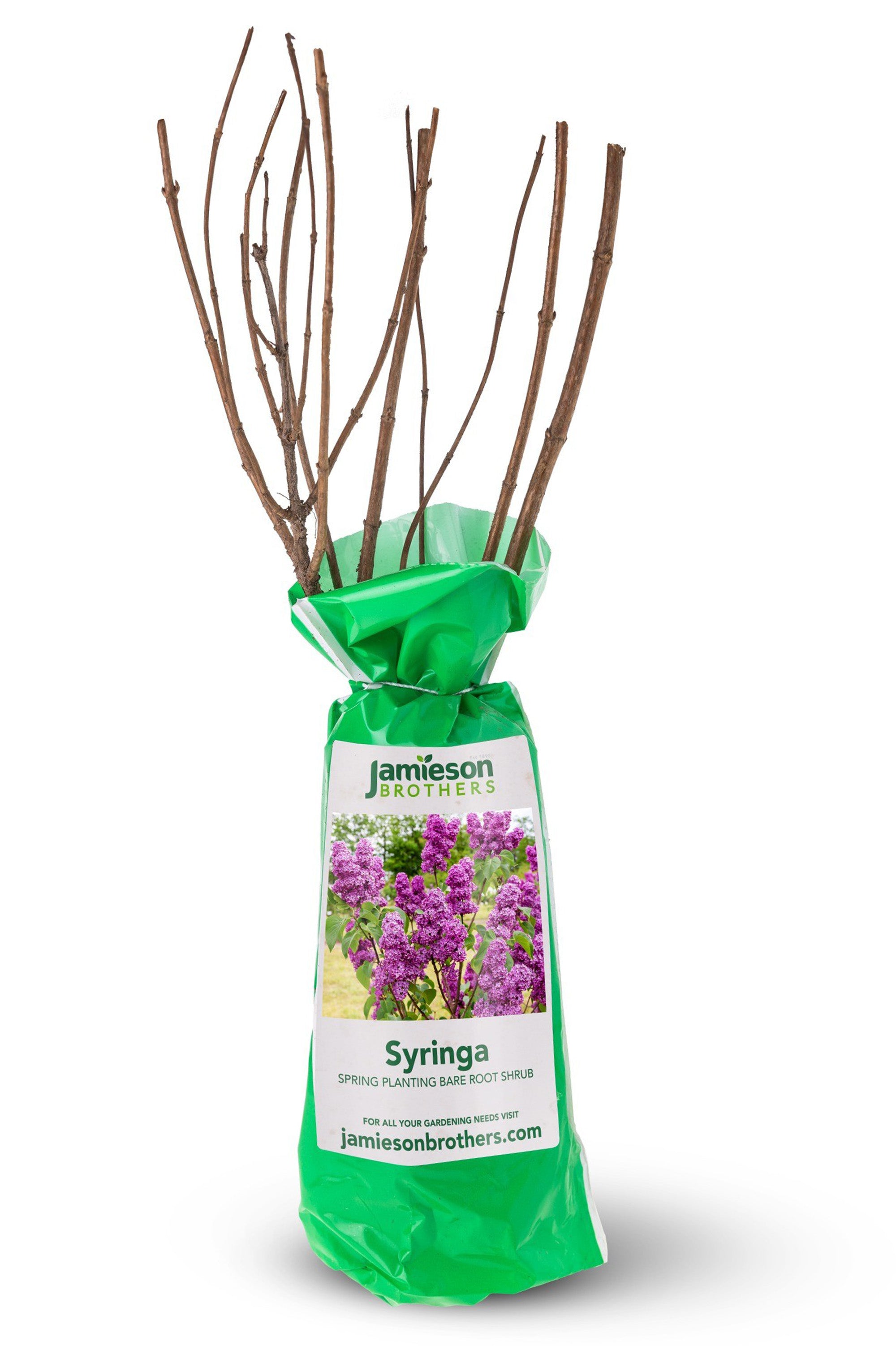 Syringa (Common Lilac) - Spring planting bare root shrub by Jamieson Brothers