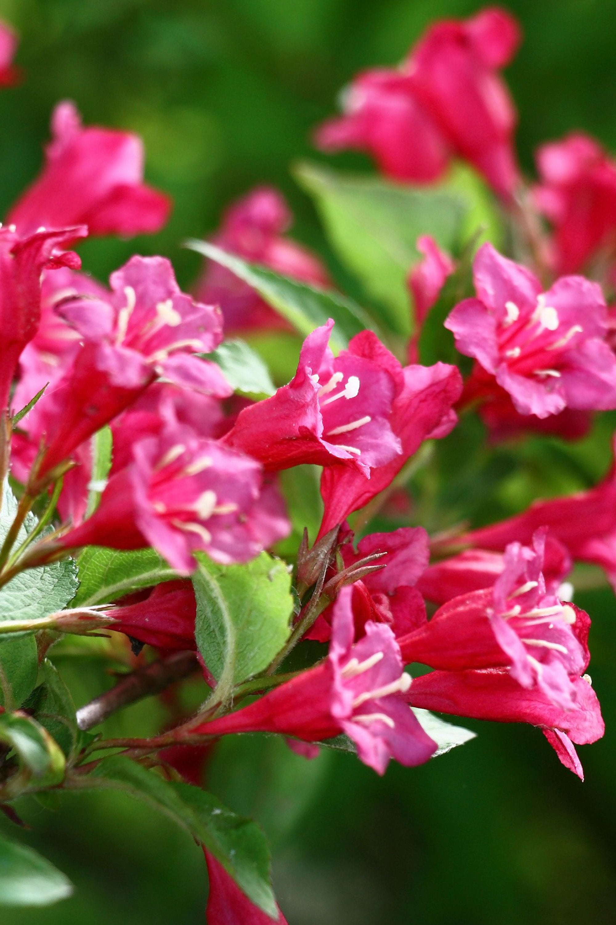 Weigela Florida - Spring planting bare root shrub by Jamieson Brothers