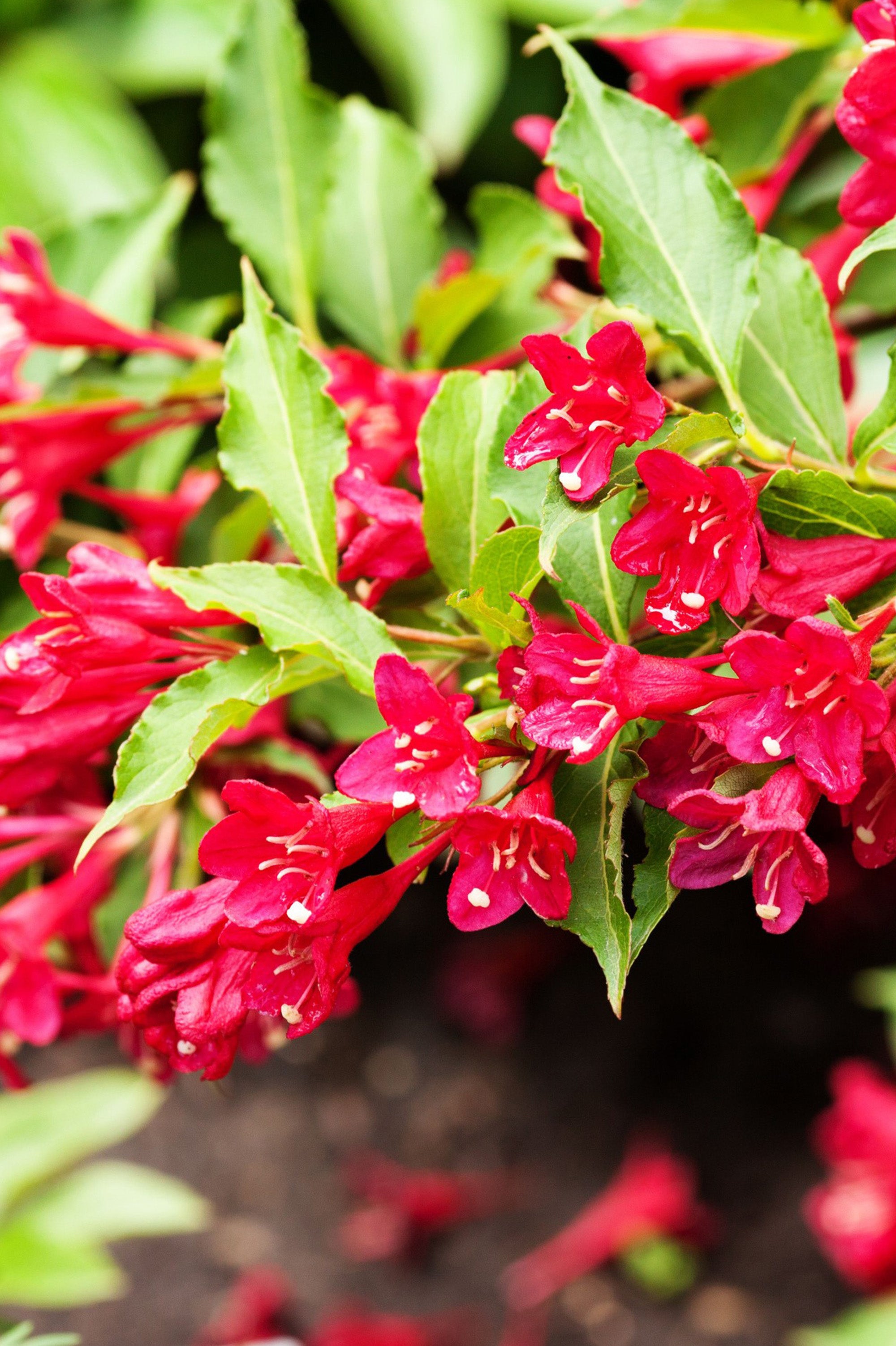 Weigela Florida - Spring planting bare root shrub by Jamieson Brothers