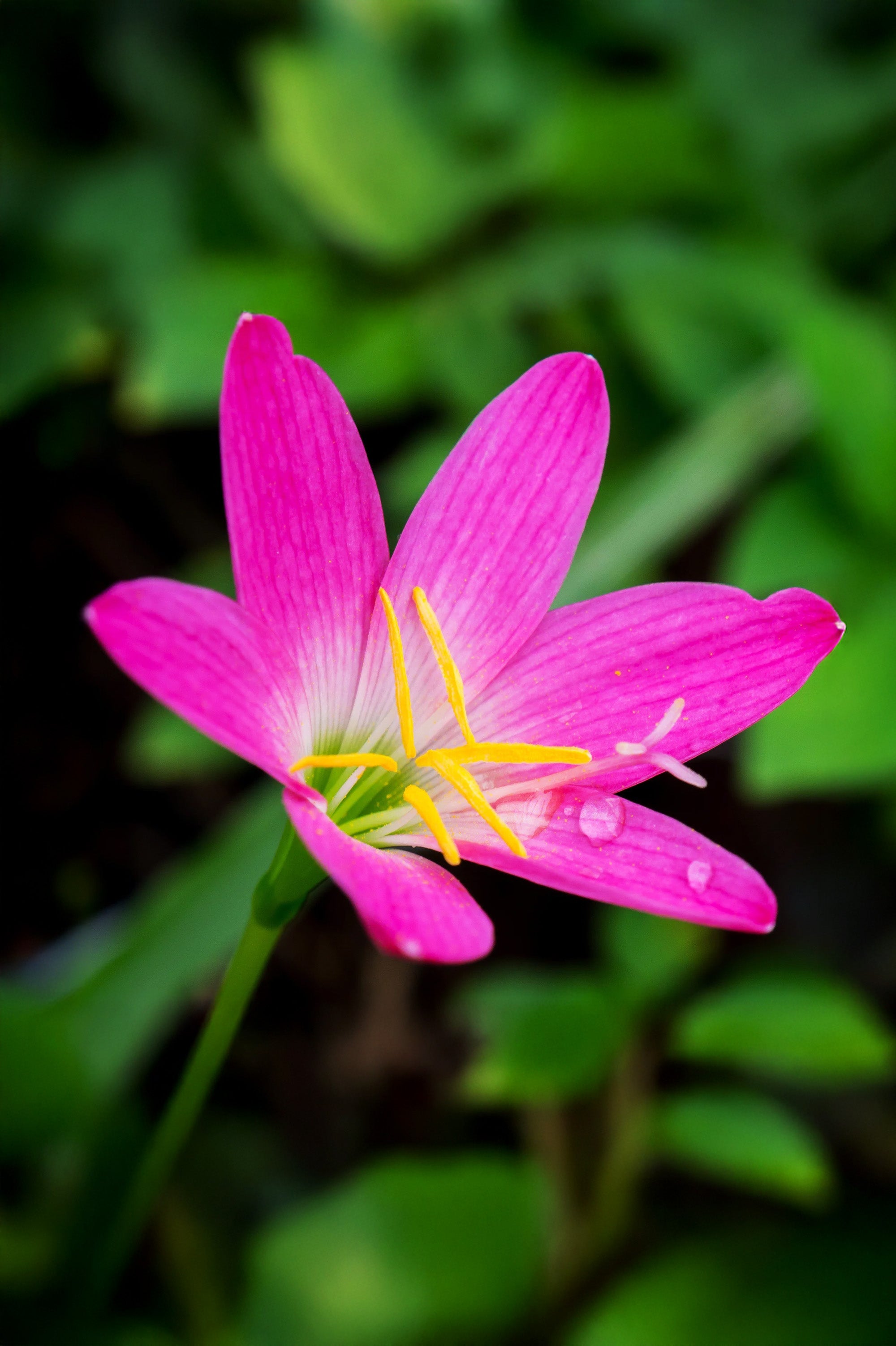 Zephyranthus Robustus Pink