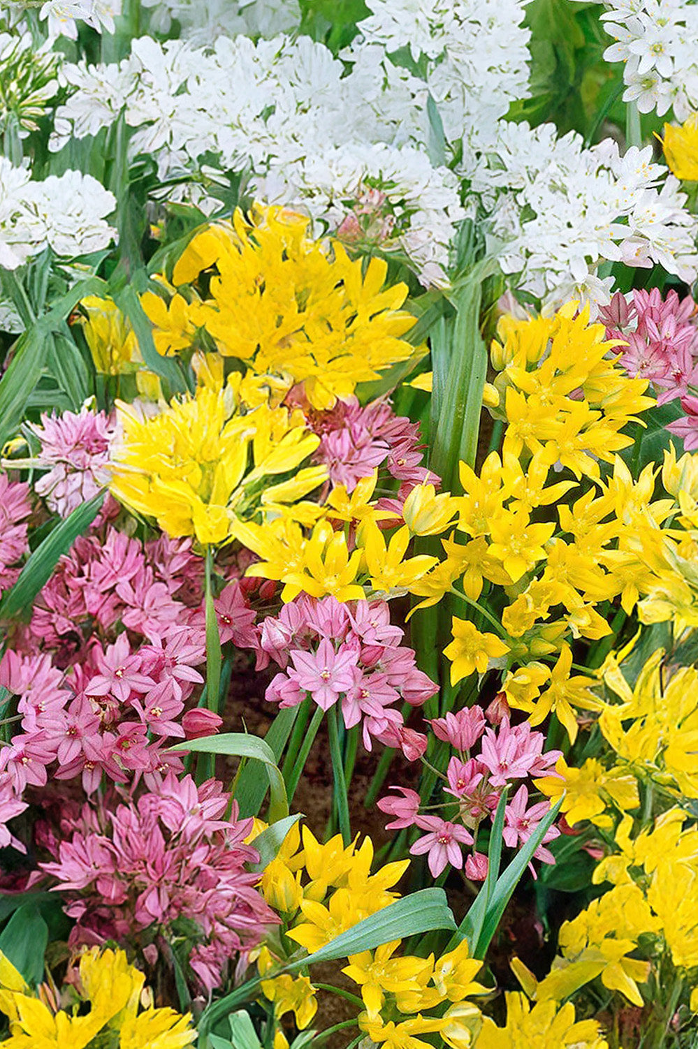 Allium Mix