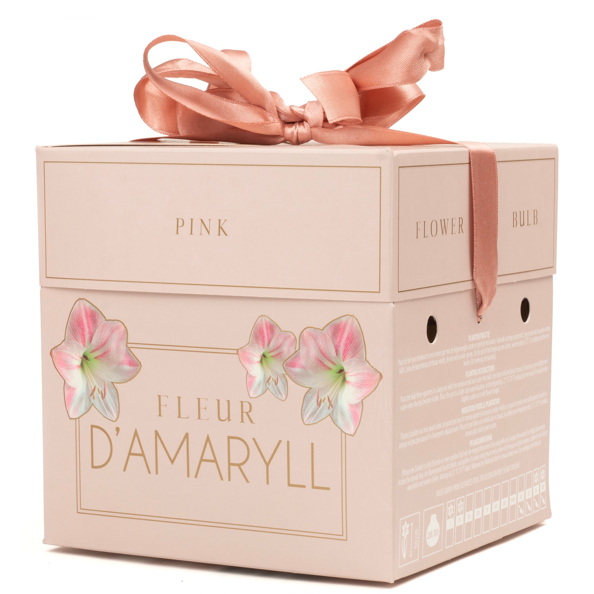 Deluxe Amaryllis Pink (1 bulb, pot & compost) - Gift Box