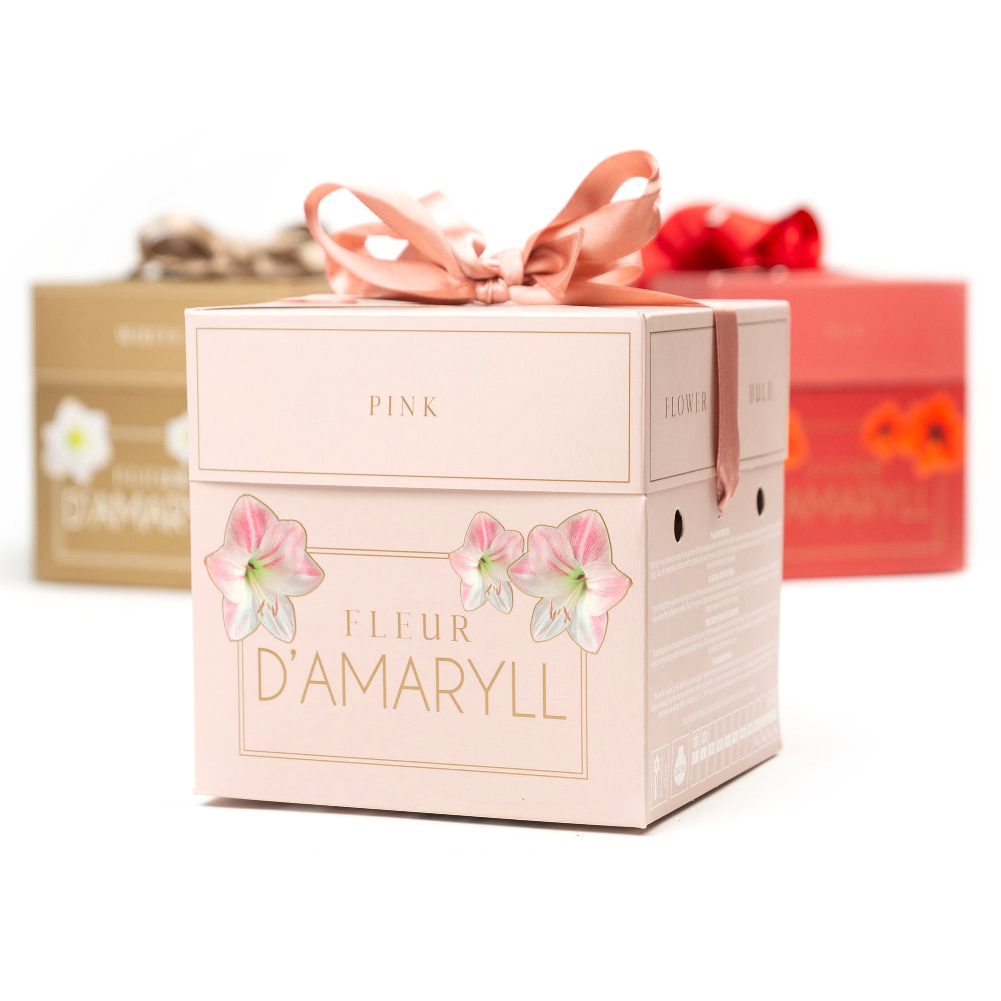 Deluxe Amaryllis Pink (1 bulb, pot & compost) - Gift Box