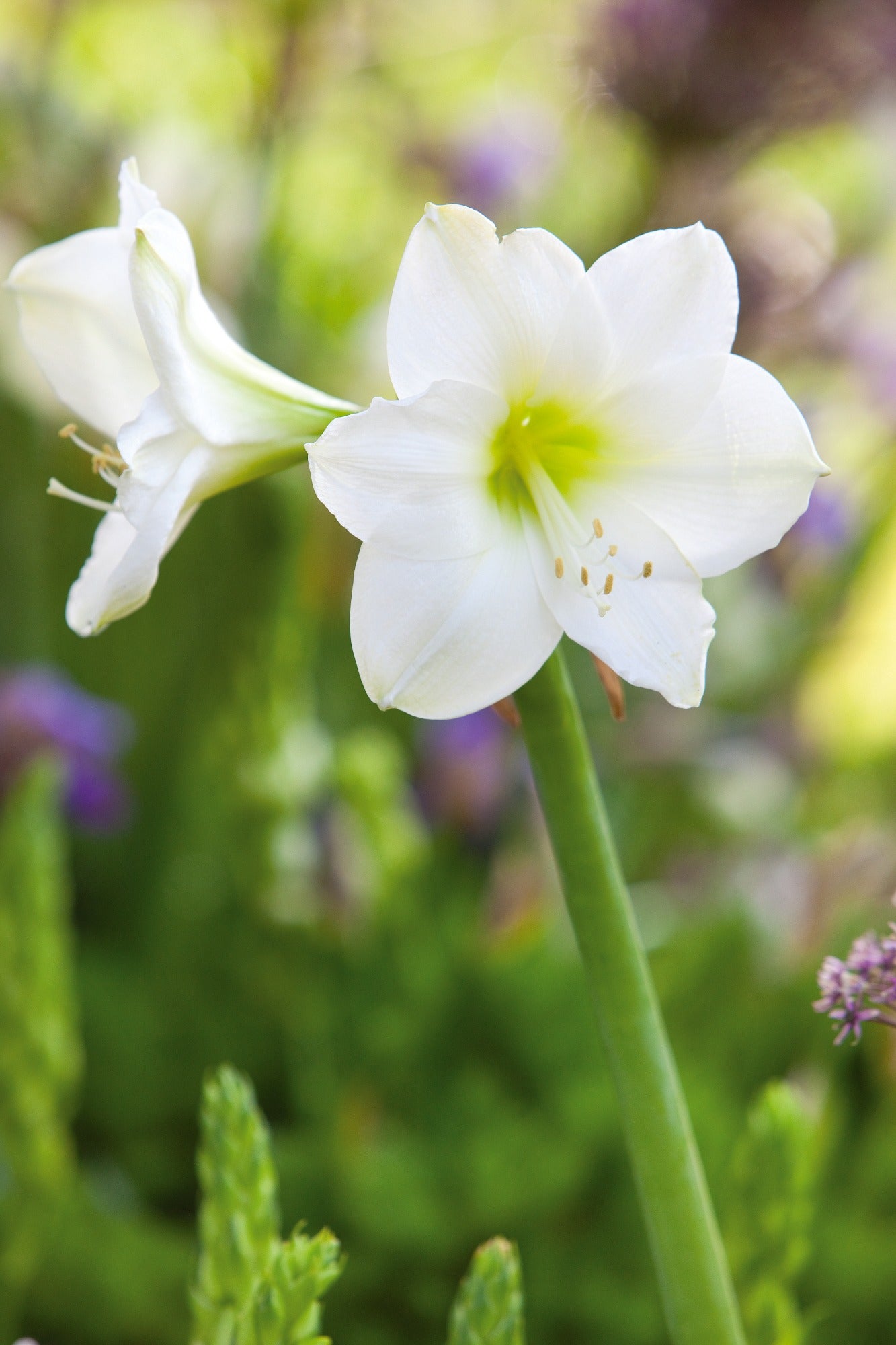 Amaryllis White Gift Box