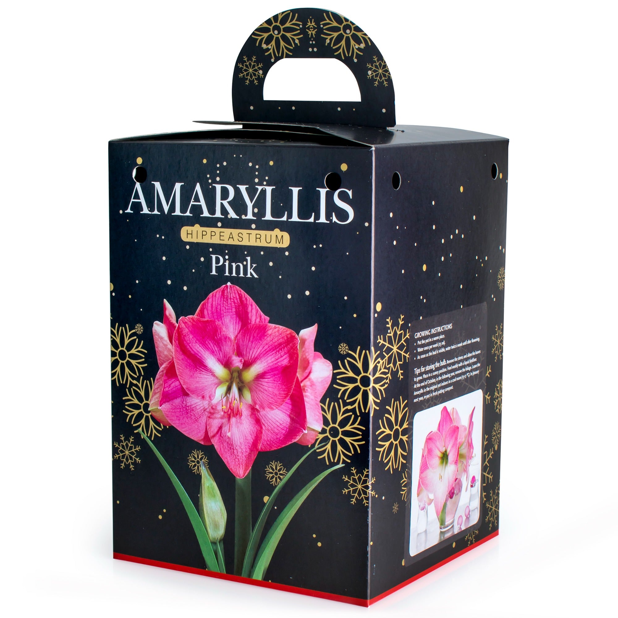 Amaryllis Pink Gift Box