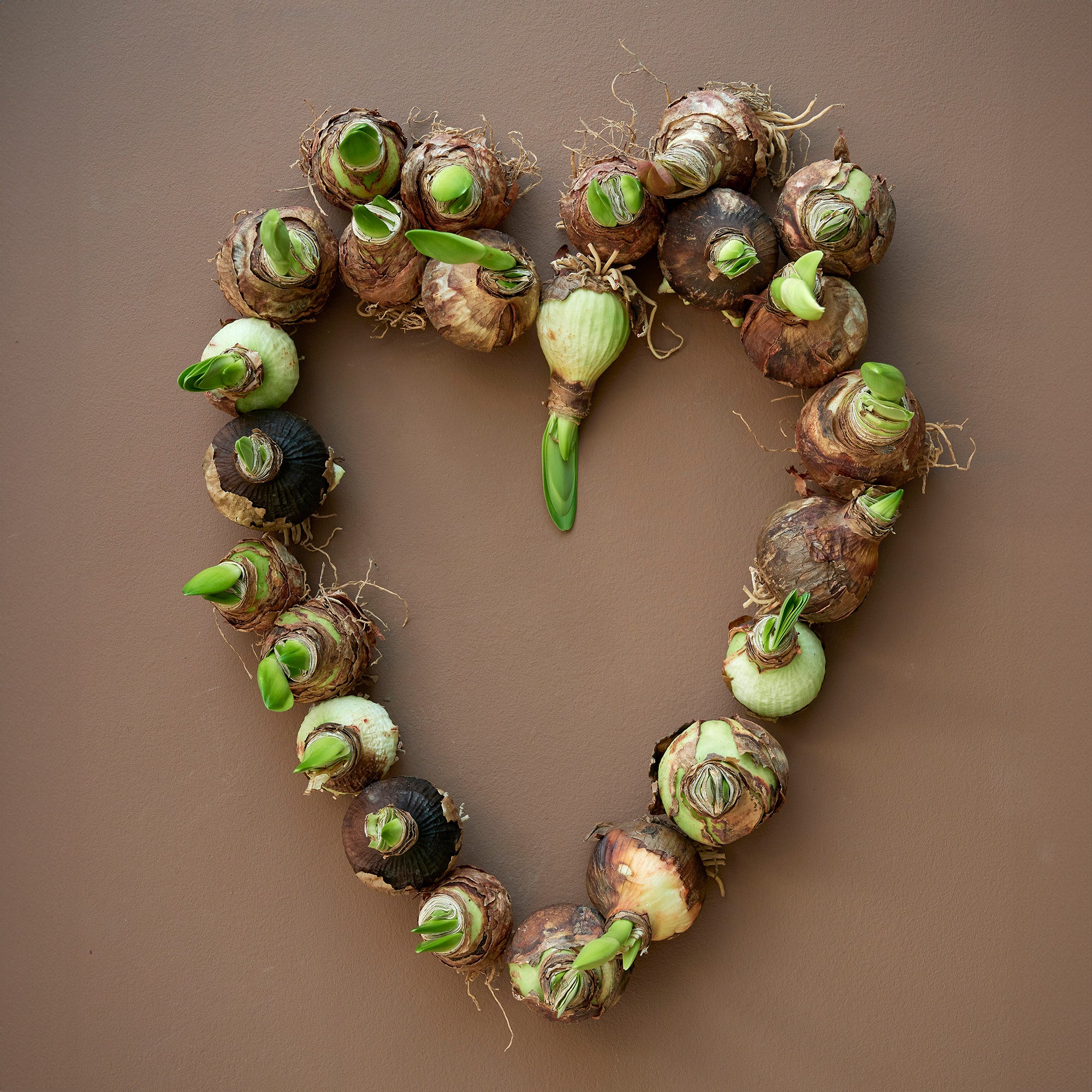 Deluxe Amaryllis Pink (1 bulb, pot & compost) - Gift Box