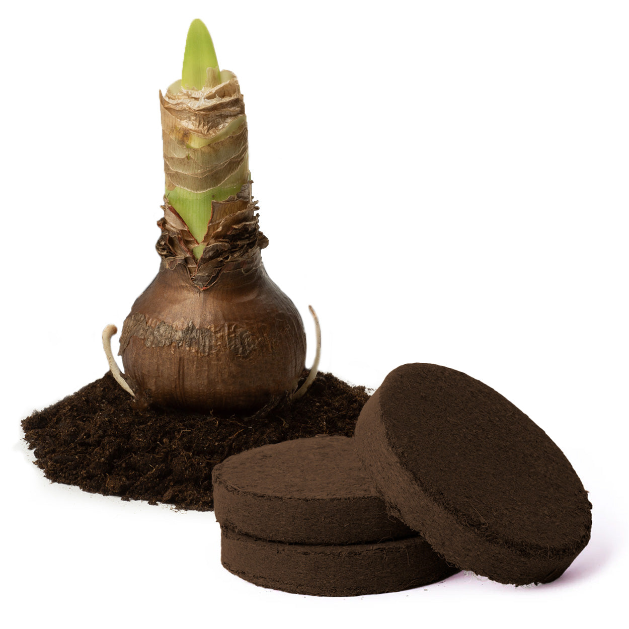 Deluxe Amaryllis Pink (1 bulb, pot & compost) - Gift Box