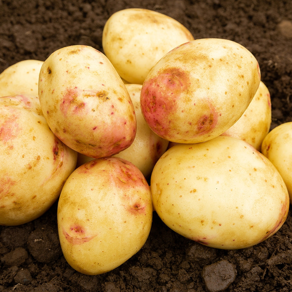 Cara Seed Potatoes