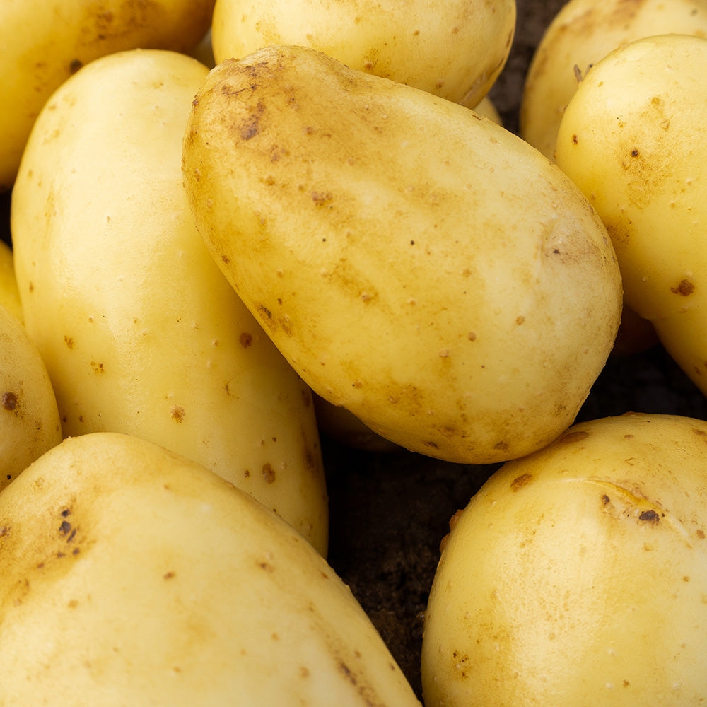 Charlotte (2kg - Approx. 20-25 Tubers) Christmas Harvest Seed Potatoes