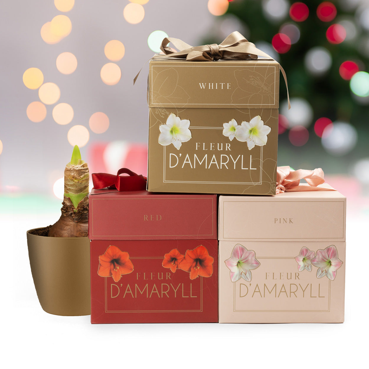 Deluxe Amaryllis Pink (1 bulb, pot & compost) - Gift Box