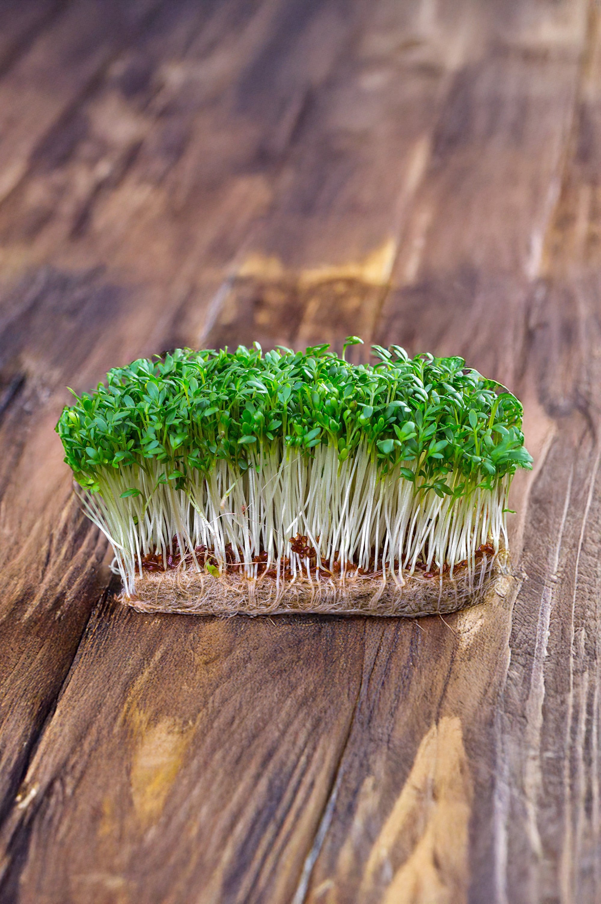 Cress Curled Herb Seeds
